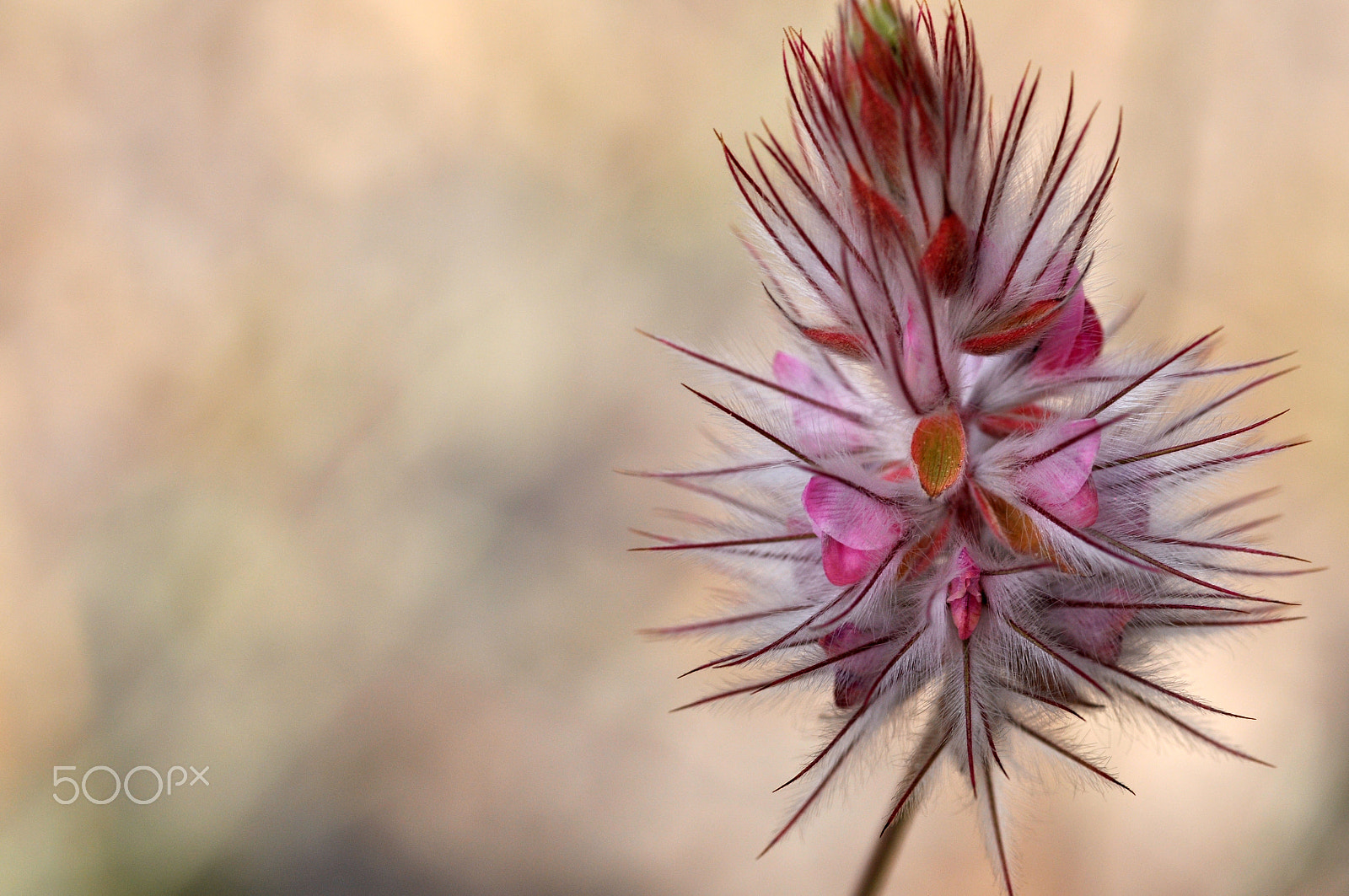 Tamron SP AF 90mm f/2.5 Macro (152E) sample photo. Red one.jpg photography
