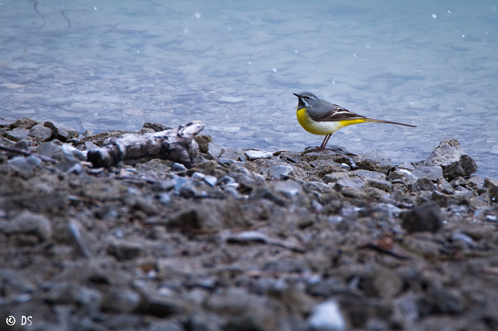 Tamron SP 150-600mm F5-6.3 Di VC USD sample photo. Gebirgsstelze  (motacilla cinerea) photography