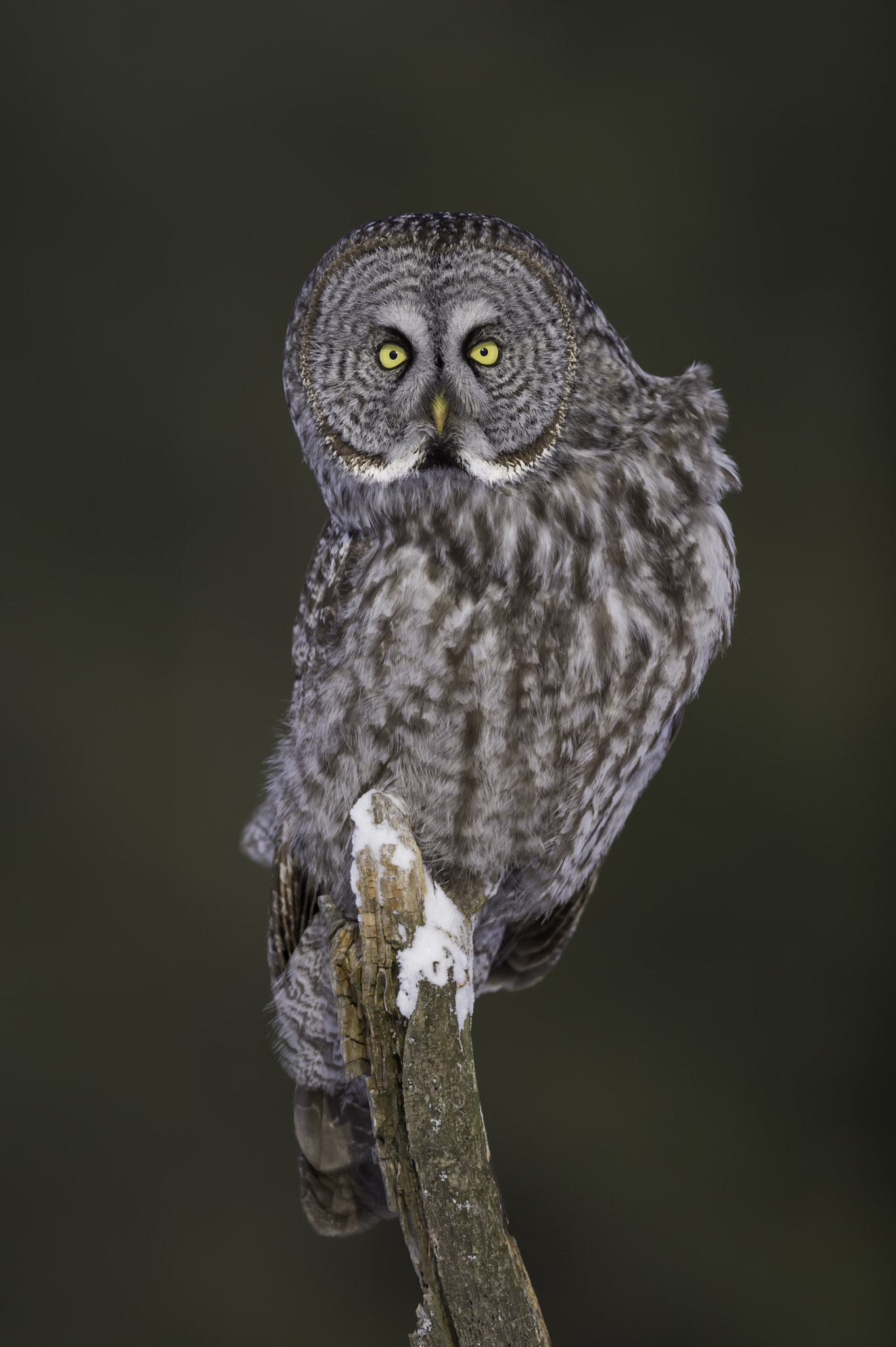 Nikon AF-S Nikkor 400mm F2.8G ED VR II sample photo. What you lookin' at... photography
