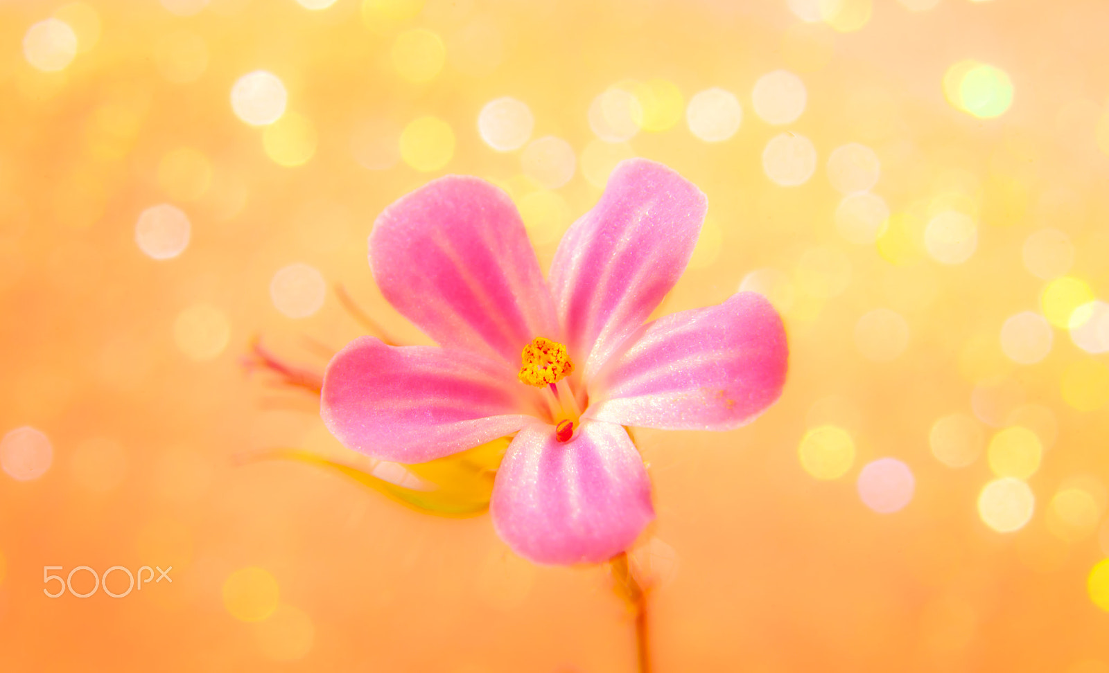Nikon D3X sample photo. Pink flower photography