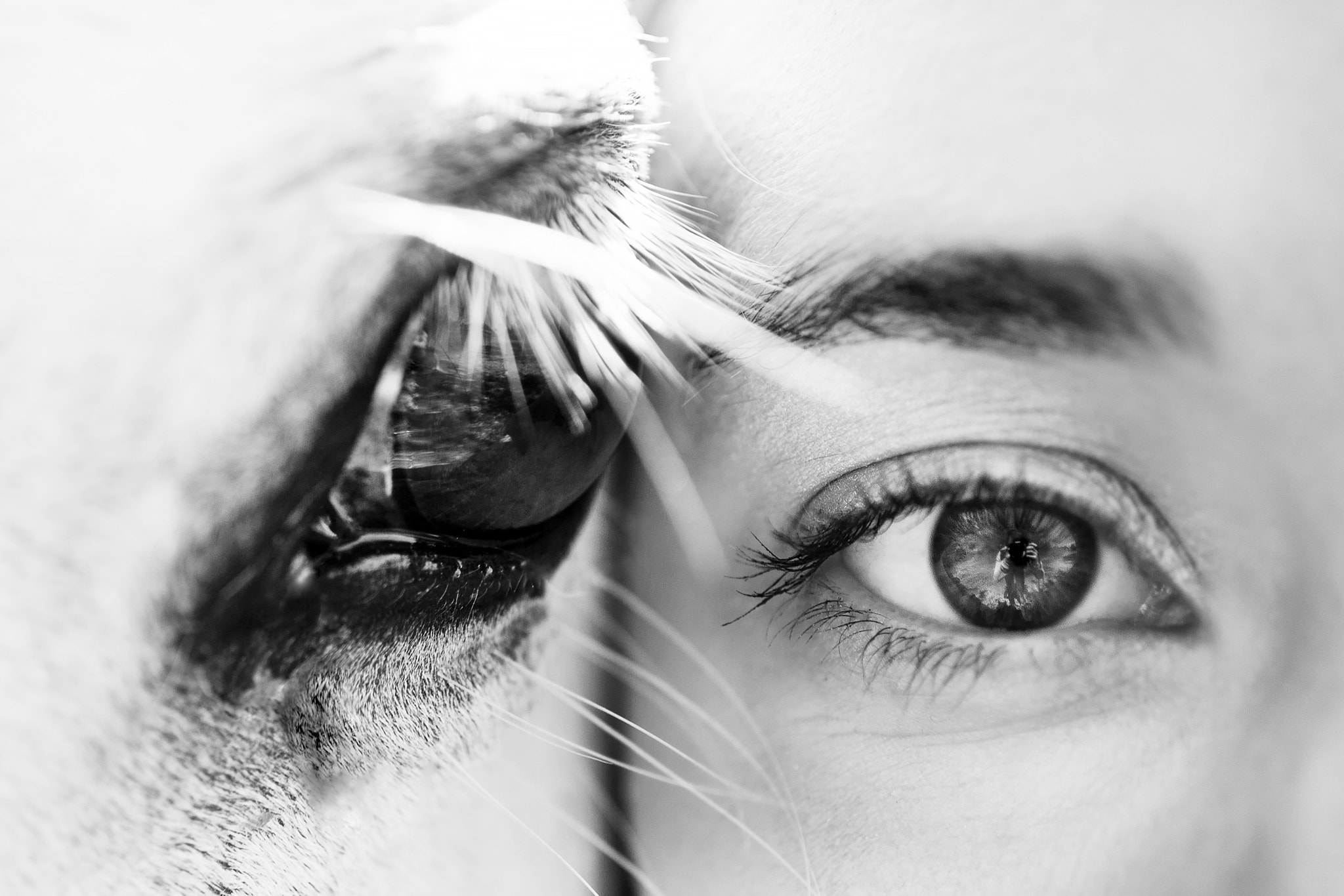 Canon EOS 6D + Canon EF 50mm F2.5 Macro sample photo. Soulmates photography