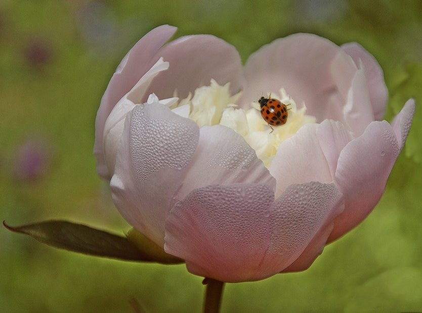 Sony Alpha DSLR-A290 sample photo. In morning dew photography