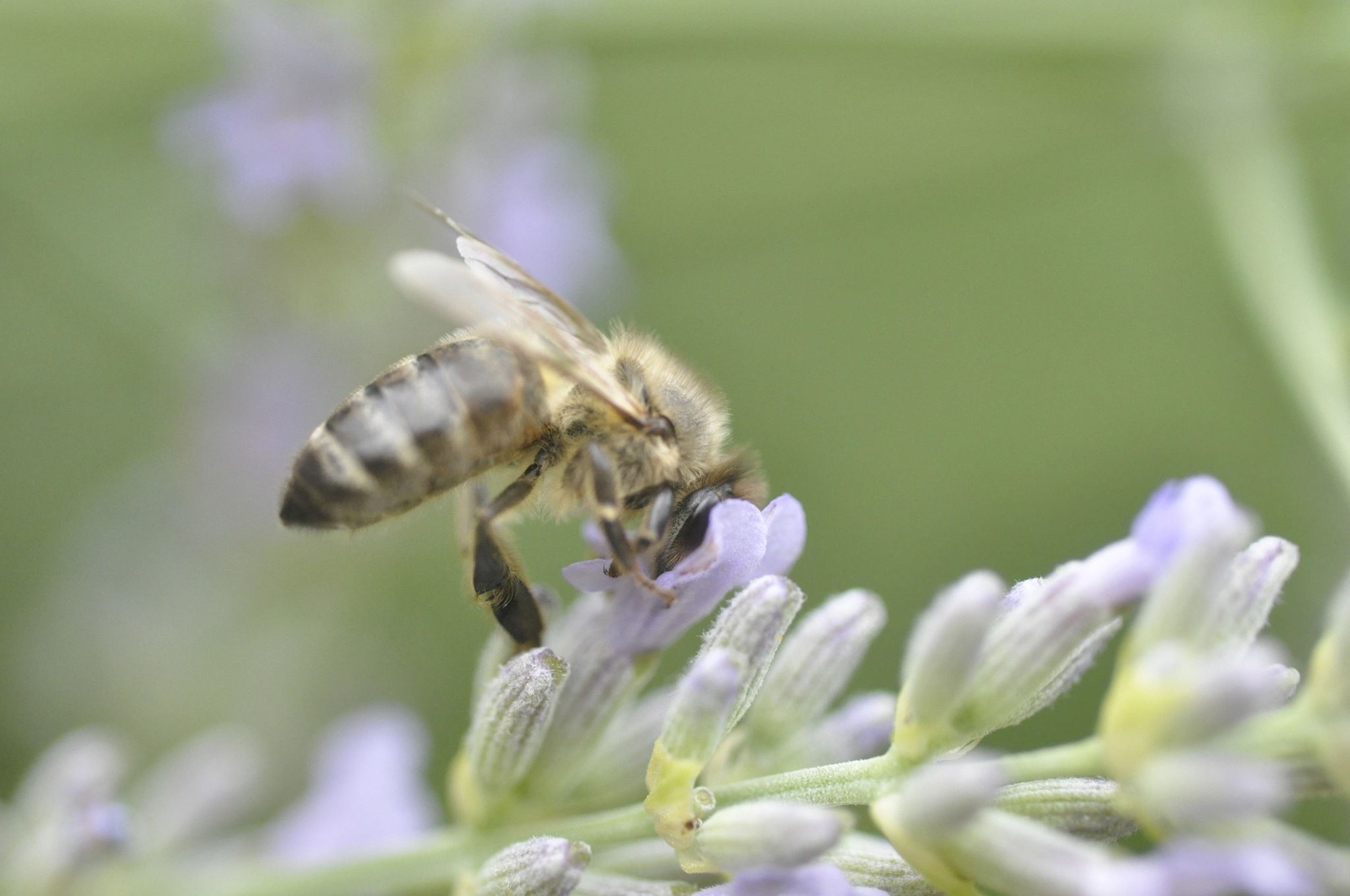 AF Micro-Nikkor 60mm f/2.8 sample photo. Bee my lover photography