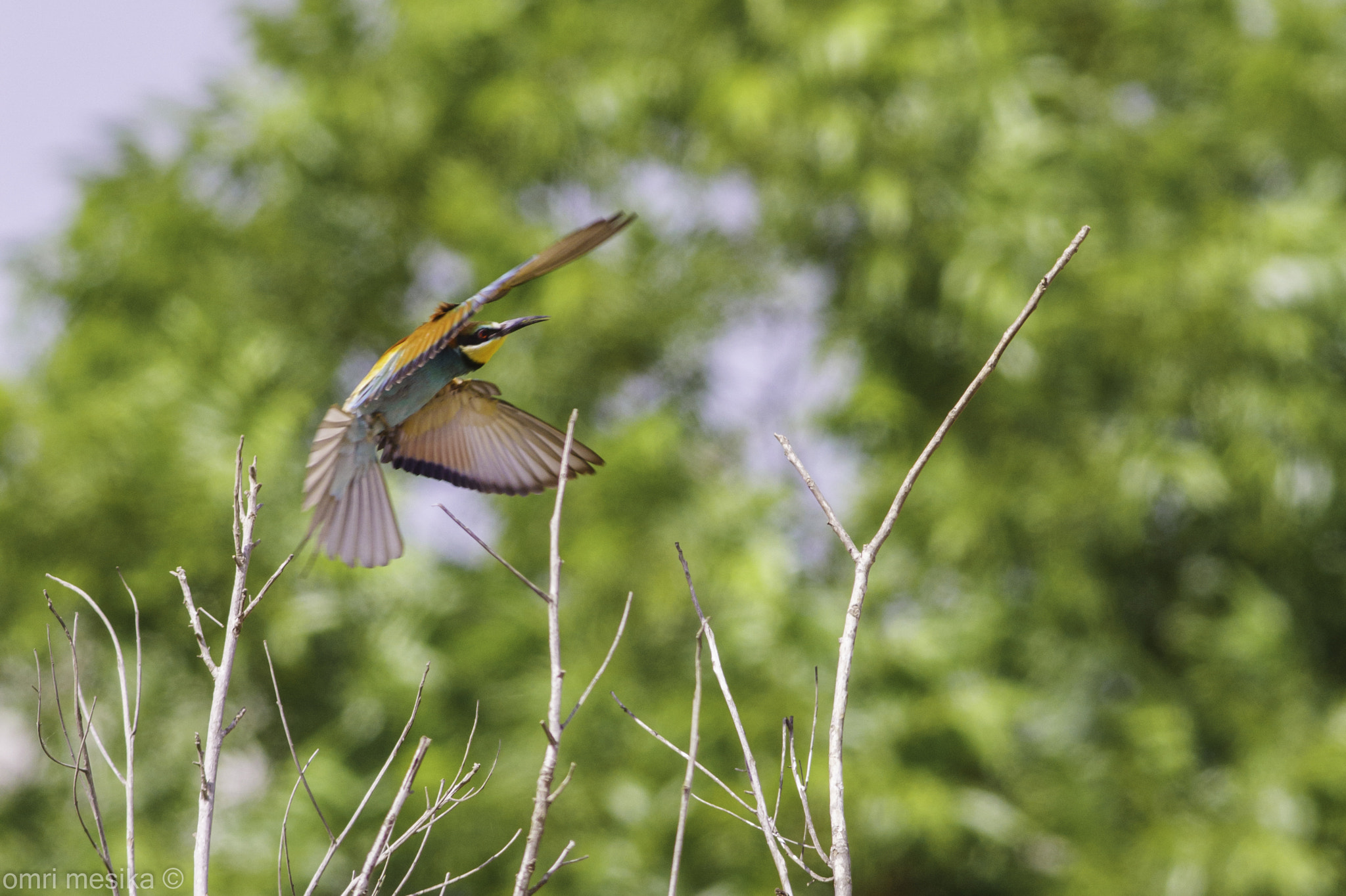 Canon EF 400mm F5.6L USM sample photo. Landing photography