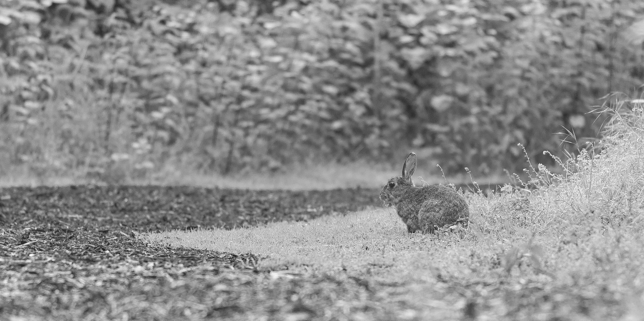 Canon EOS 650D (EOS Rebel T4i / EOS Kiss X6i) + Canon EF 70-200mm F4L USM sample photo. Lapin de garenne nb photography