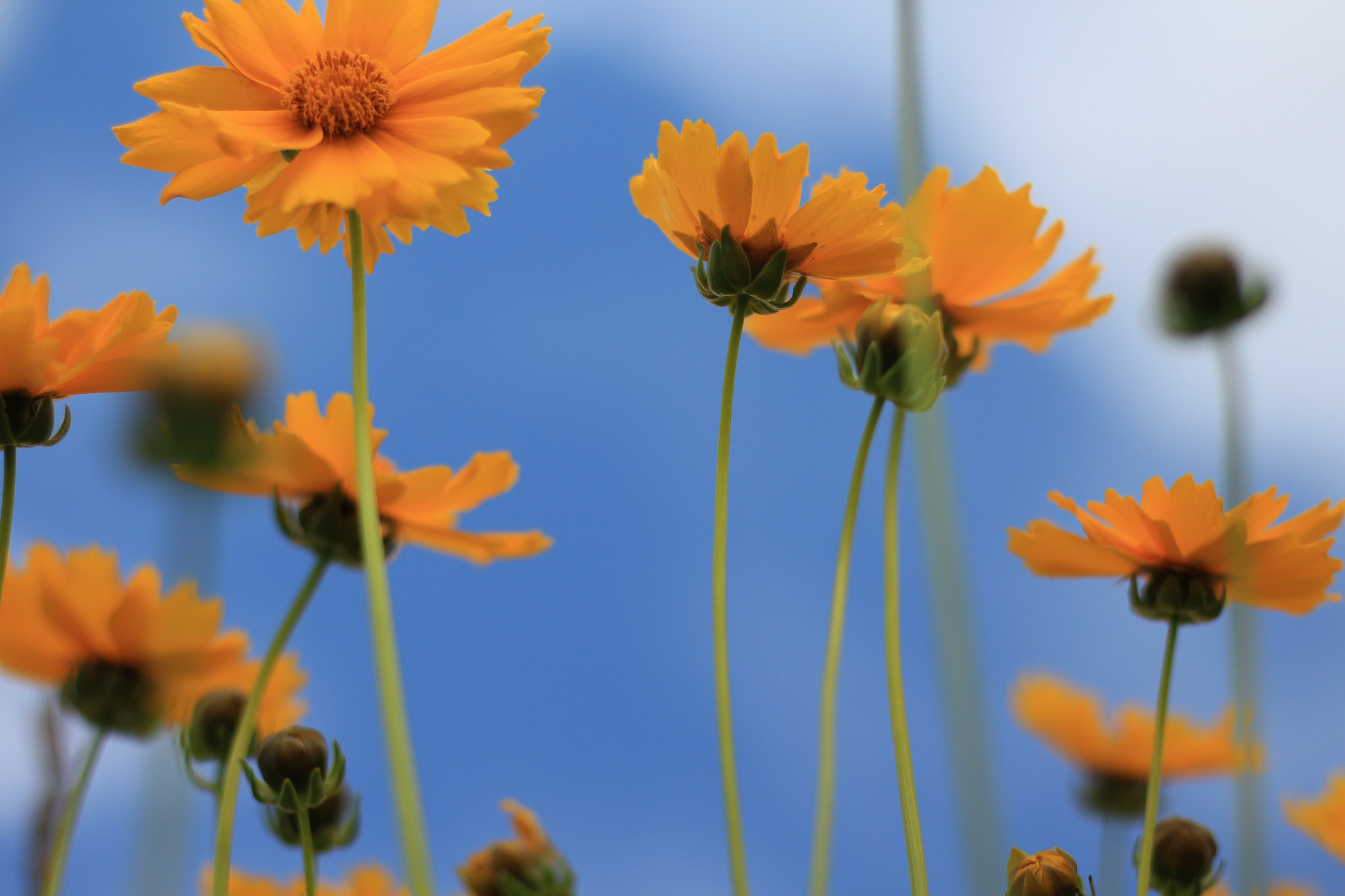 Canon EOS M + Canon EF 50mm F1.8 STM sample photo. Wild yellow flowers photography