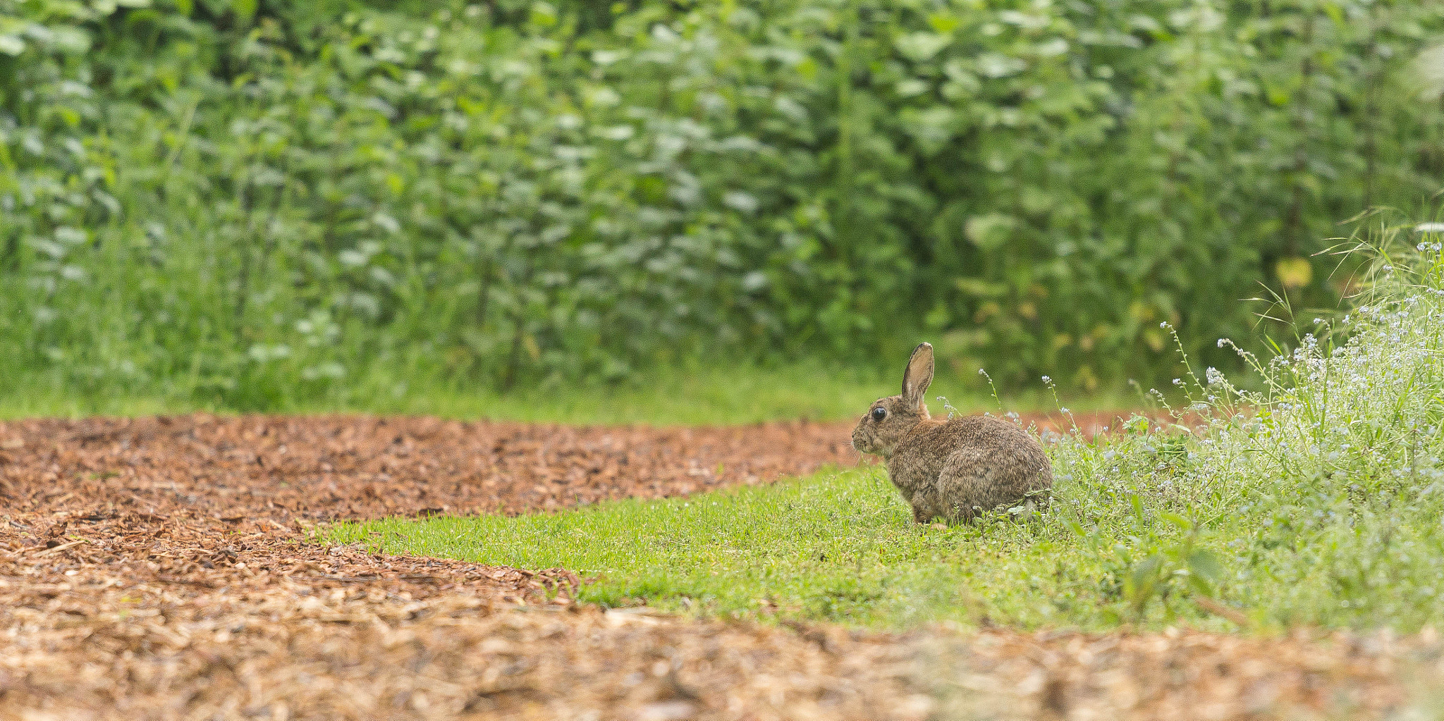 Canon EOS 650D (EOS Rebel T4i / EOS Kiss X6i) + Canon EF 70-200mm F4L USM sample photo. Lapin de garenne photography