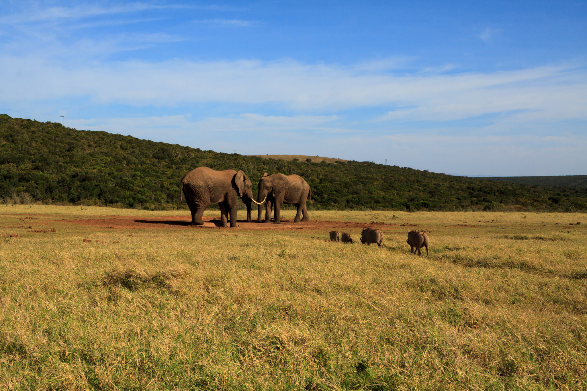 Canon EOS 50D + Canon EF 300mm f/2.8L sample photo. Were on the way - the addo photography