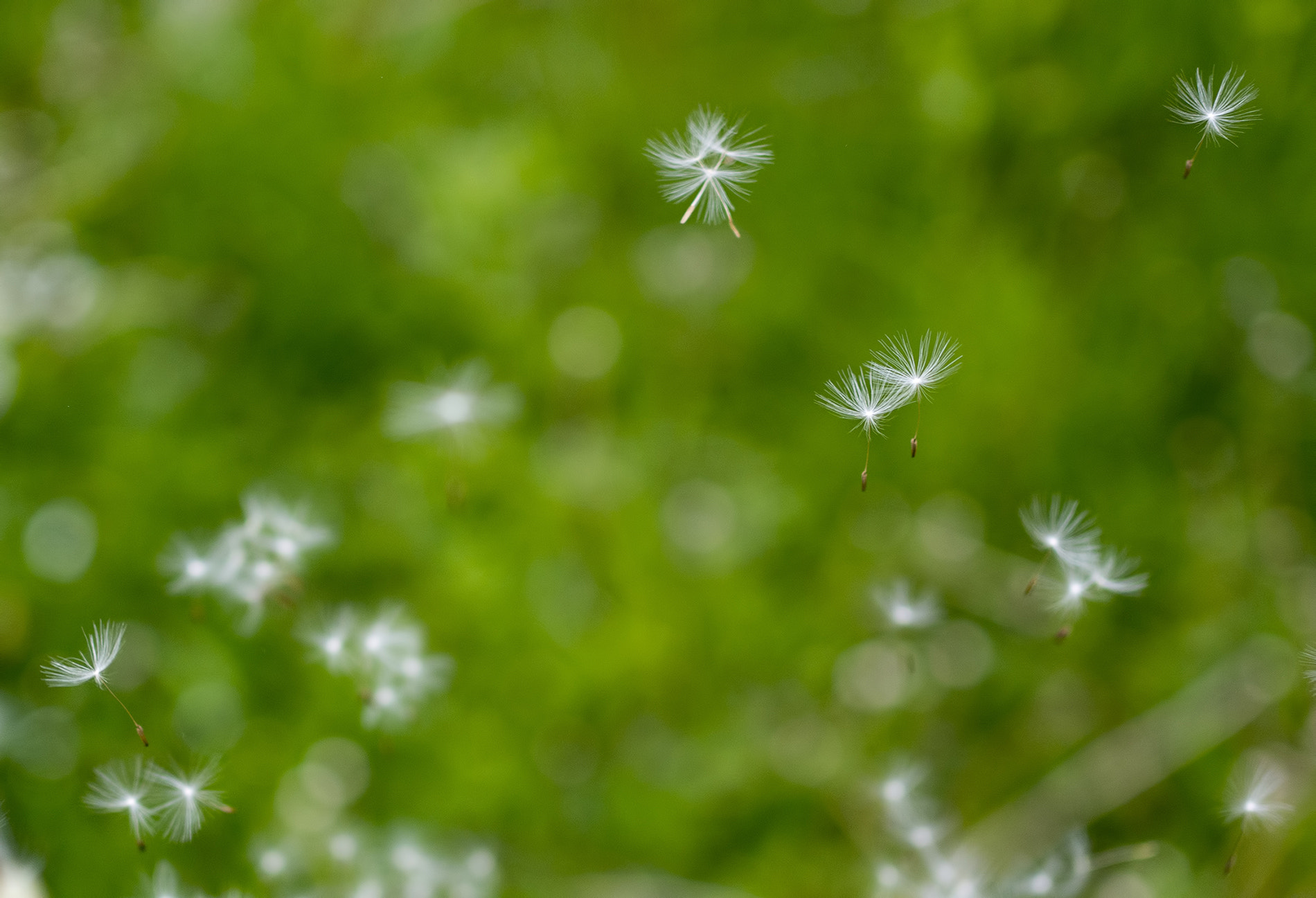Olympus OM-D E-M10 + Olympus M.Zuiko Digital 25mm F1.8 sample photo. Dandelion - karahindiba tohumu  - #m43turkiye . com photography