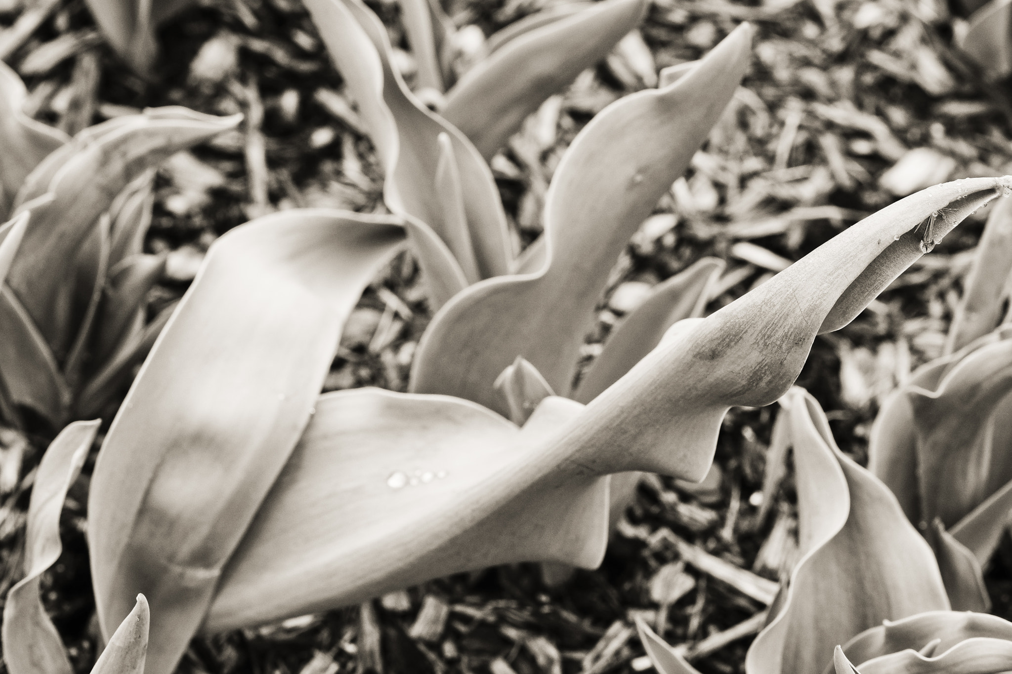 Sony a99 II + Tamron SP AF 90mm F2.8 Di Macro sample photo. B&w bobabza photography