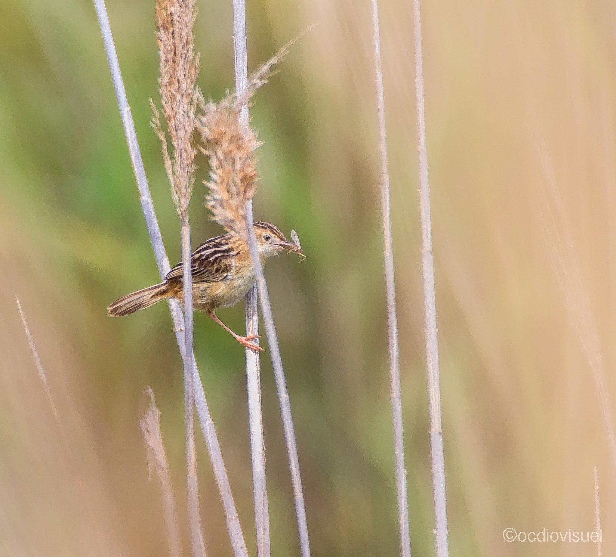 Canon EF 100-400mm F4.5-5.6L IS USM sample photo. Lo passerat e la mosqueta photography