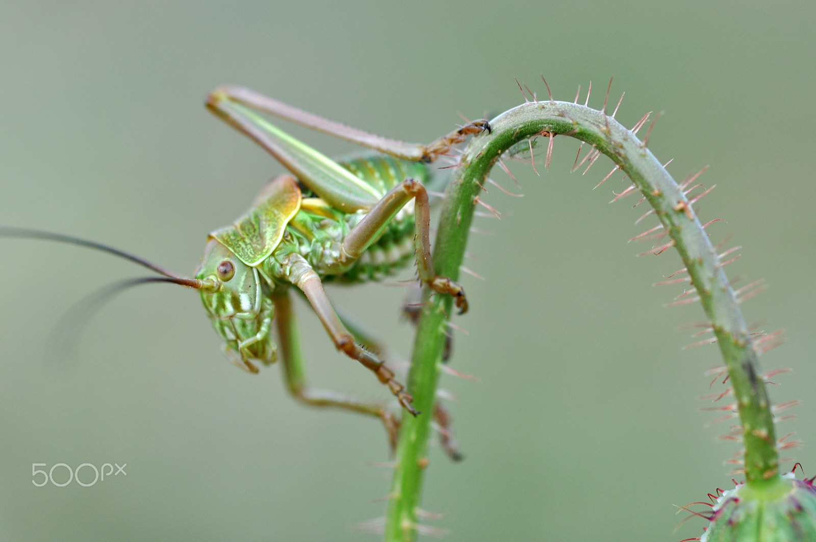 Tamron SP AF 90mm f/2.5 Macro (152E) sample photo. Green.jpg photography
