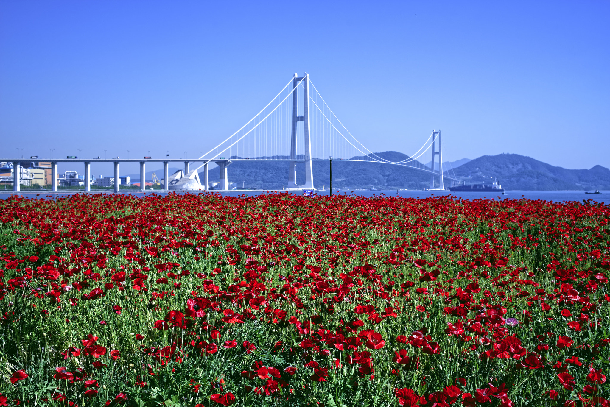 Sony a7R + Canon EF 40mm F2.8 STM sample photo. 이순신대교 yi  sun-shin bridge photography