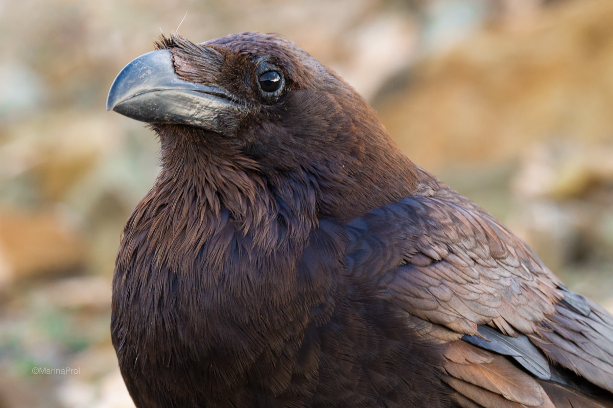 Sigma 150-600mm F5-6.3 DG OS HSM | S sample photo. The raven photography