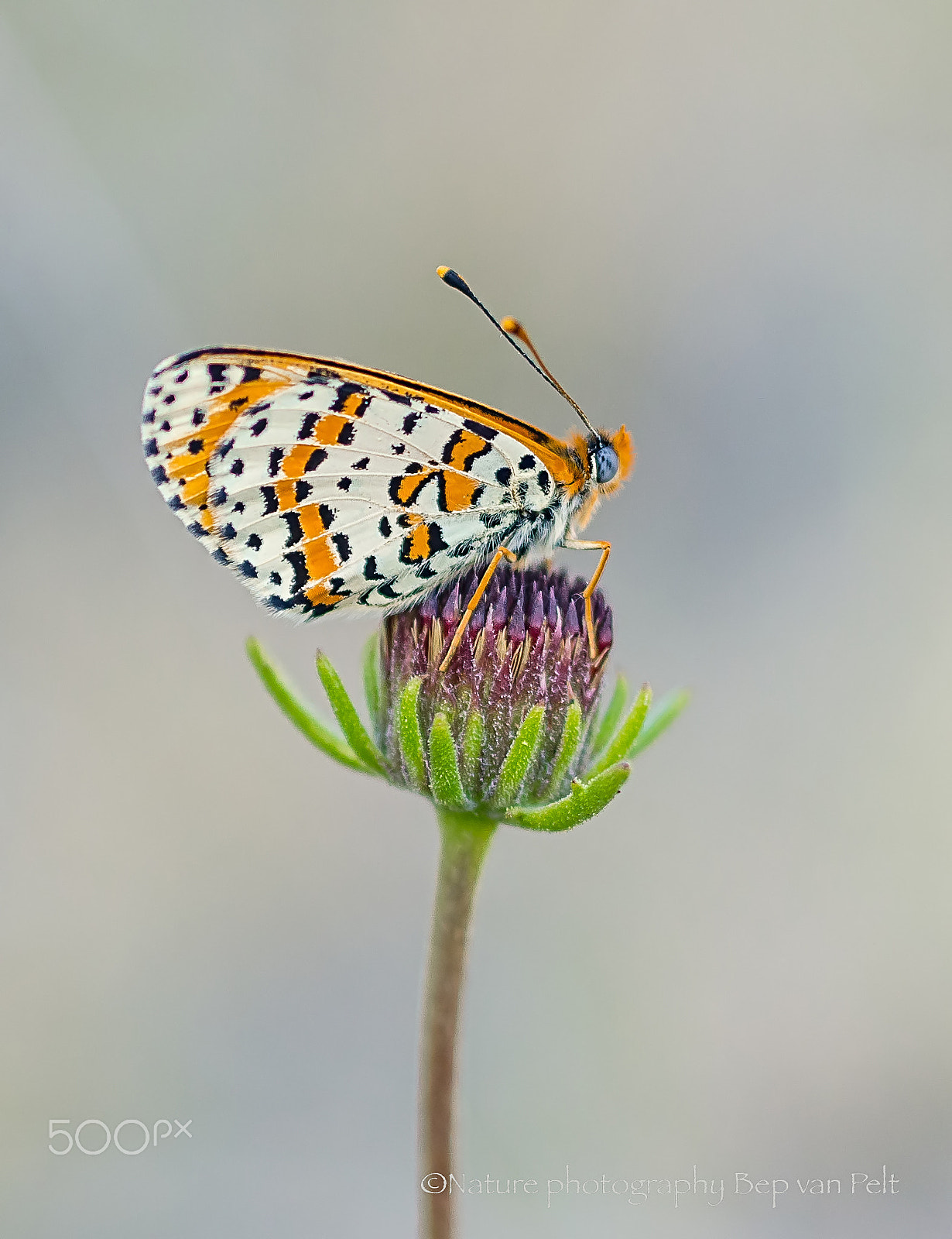 Nikon D7000 + Sigma 50mm F2.8 EX DG Macro sample photo. Desert fritillary seeking tranquility for the night photography
