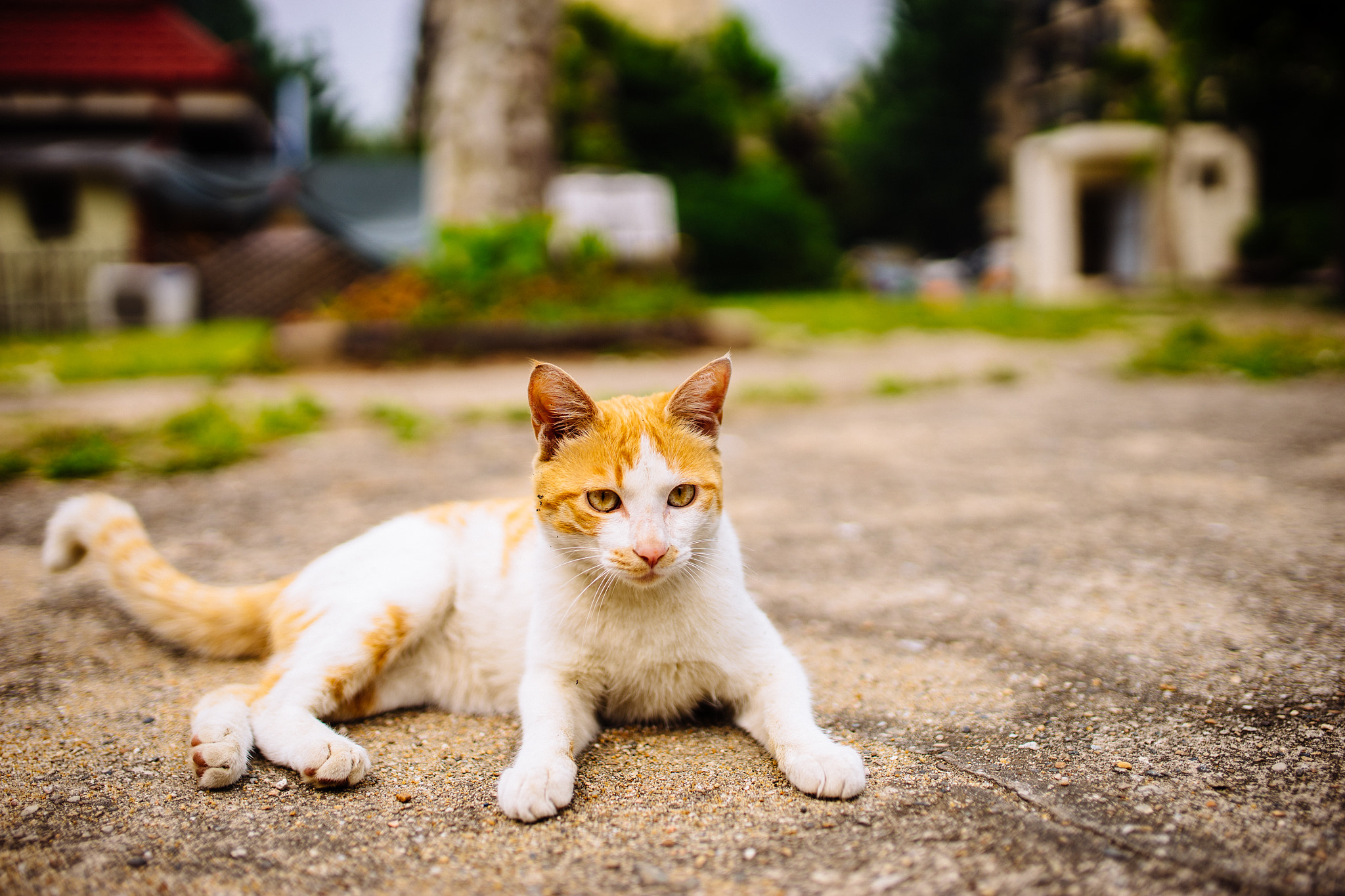 Sony a7 II + Sigma 35mm F1.4 DG HSM Art sample photo. A cat photography