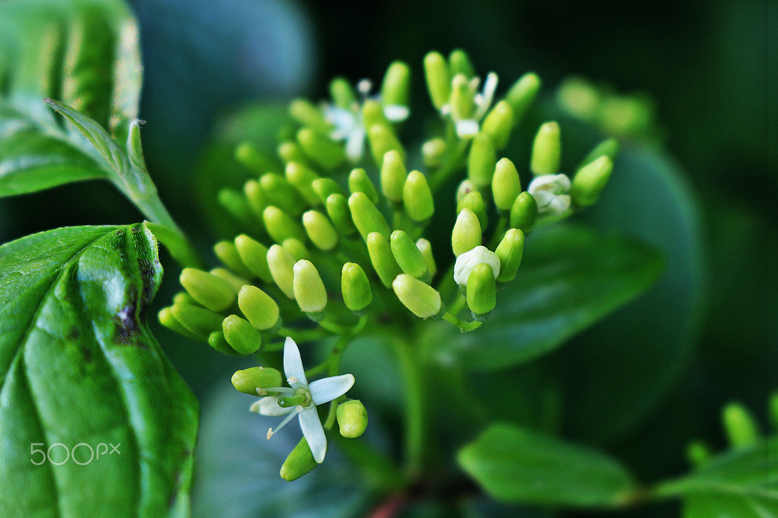 Canon EOS 700D (EOS Rebel T5i / EOS Kiss X7i) + Canon EF 28mm F2.8 sample photo. Dogwood photography