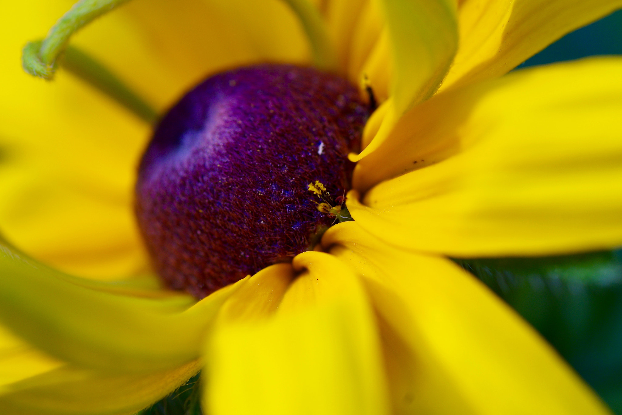 Tamron SP AF 90mm F2.8 Di Macro sample photo