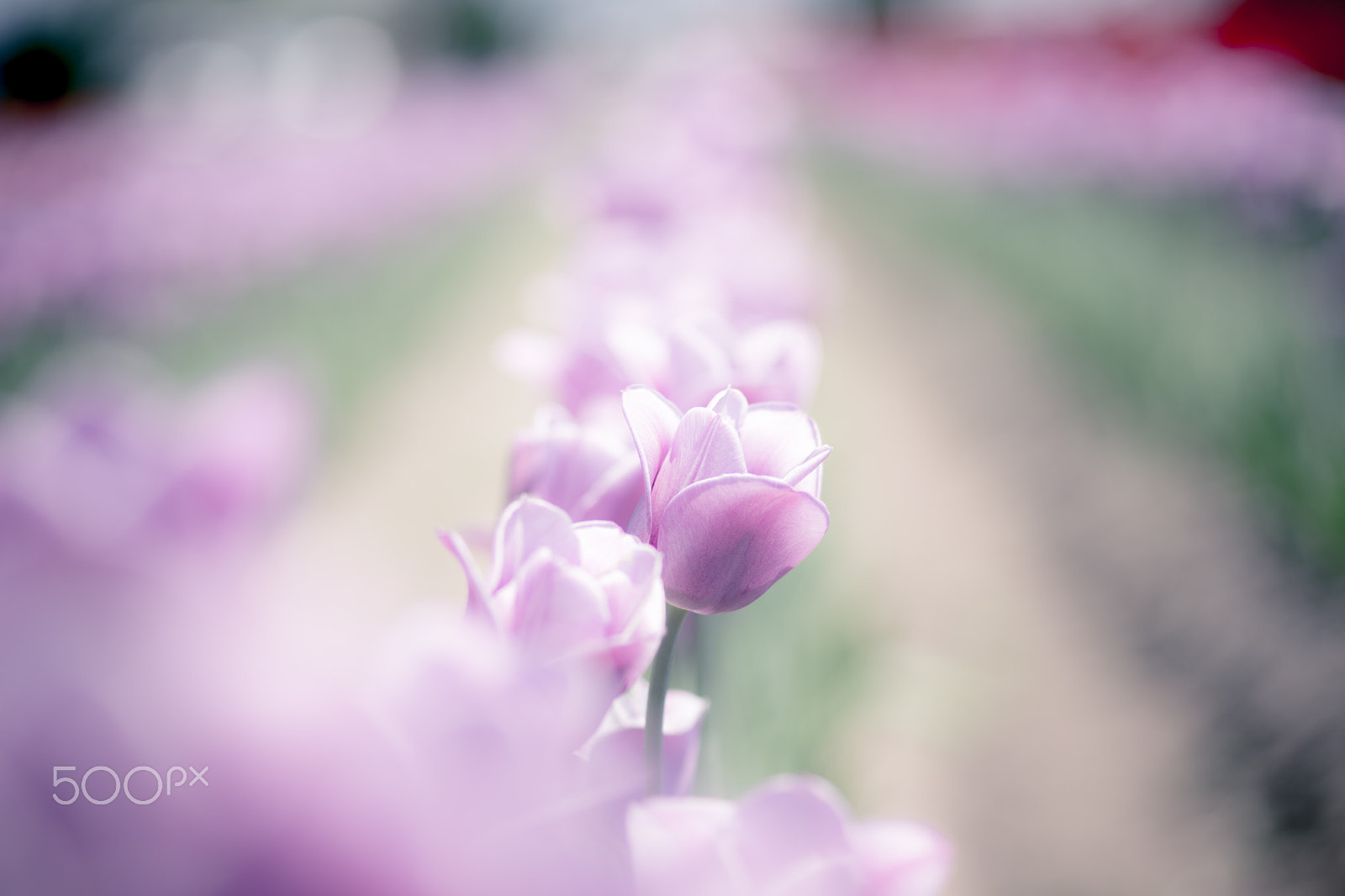 Sony a99 II + Sony 100mm F2.8 Macro sample photo. I found you photography