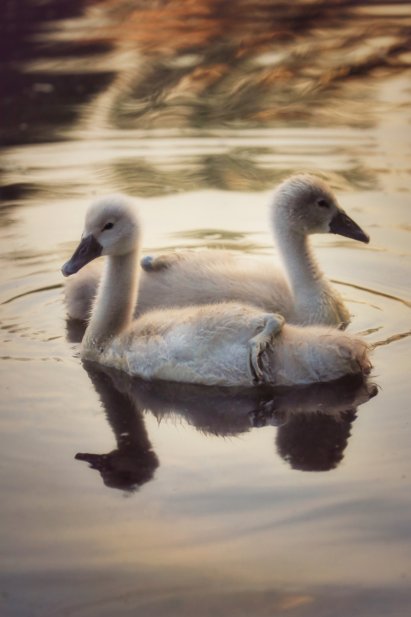 Canon EF 70-300mm F4-5.6L IS USM sample photo. Swan lake @sunset photography