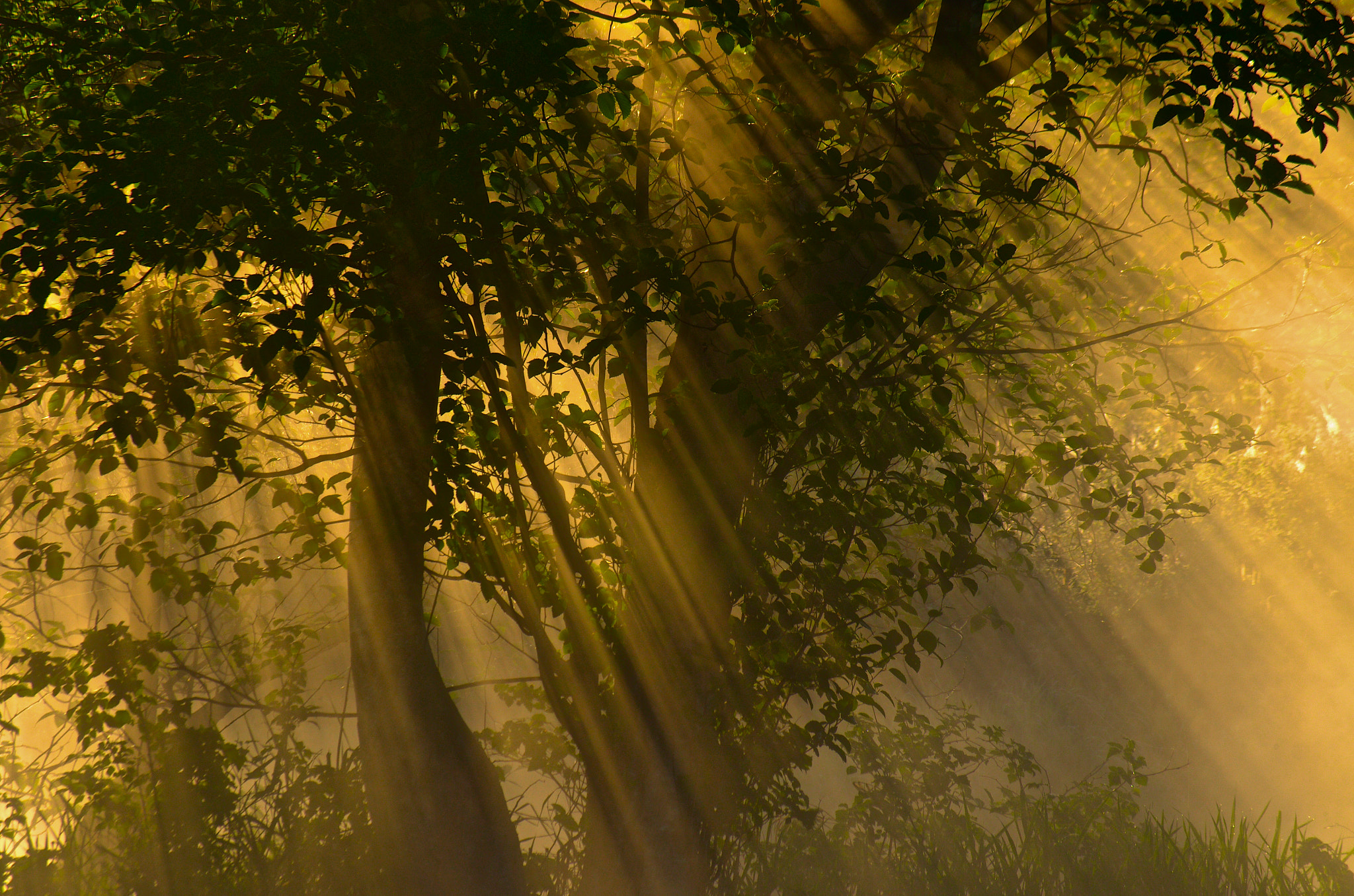 Pentax smc DA 50-200mm F4-5.6 ED WR sample photo. Tree of light photography