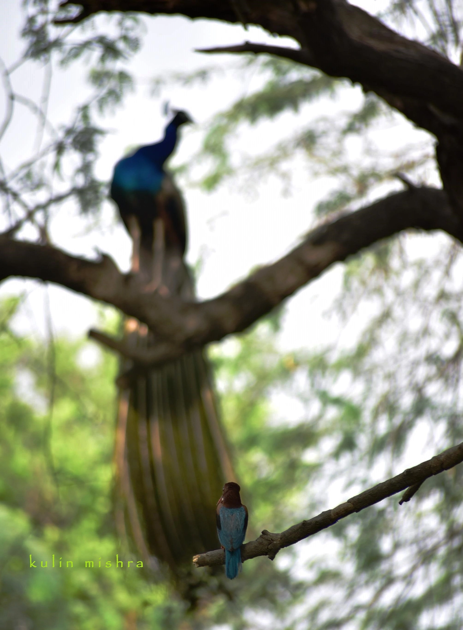 Sigma 70-300mm F4-5.6 APO DG Macro sample photo. Kingfisher vs peacock photography