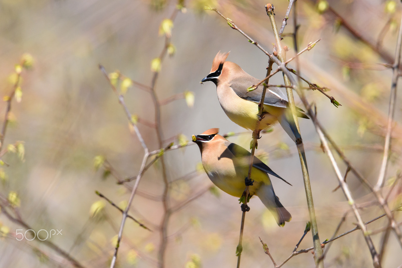 Nikon AF-S Nikkor 500mm F4E FL ED VR sample photo. Cedar waxwings in the spring photography