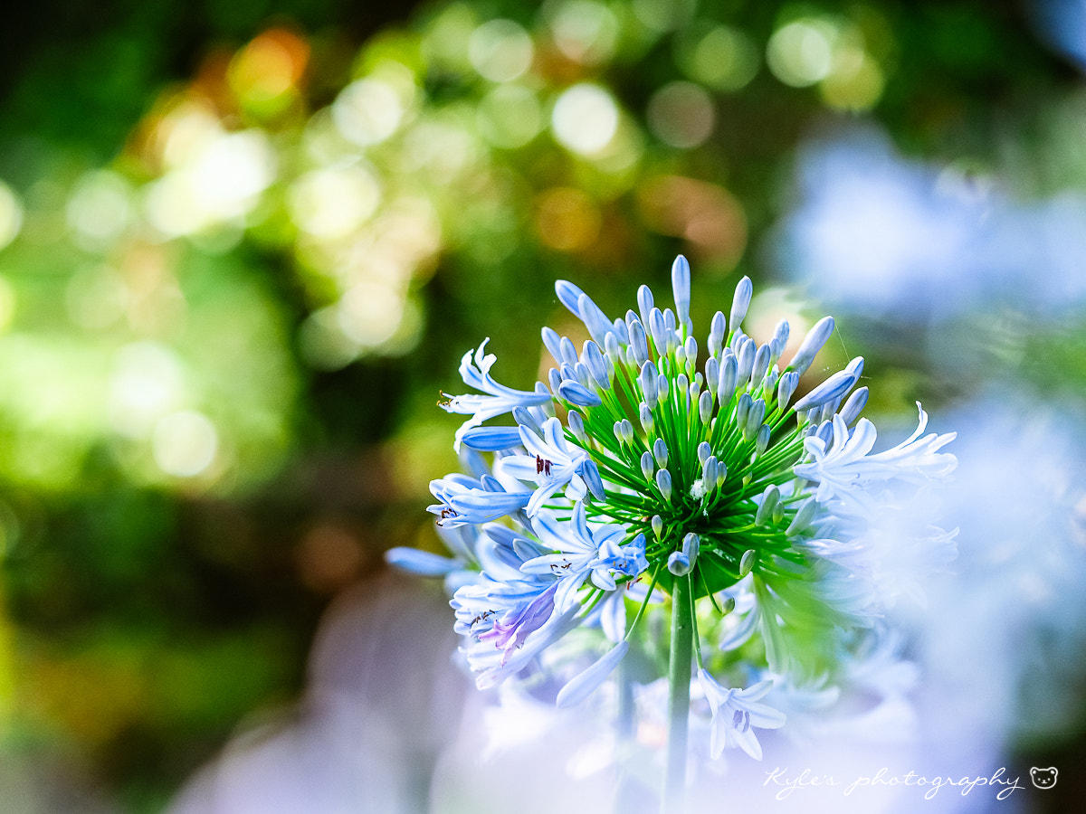 Sigma 150mm F2.8 EX DG Macro HSM sample photo. Agapanthus photography