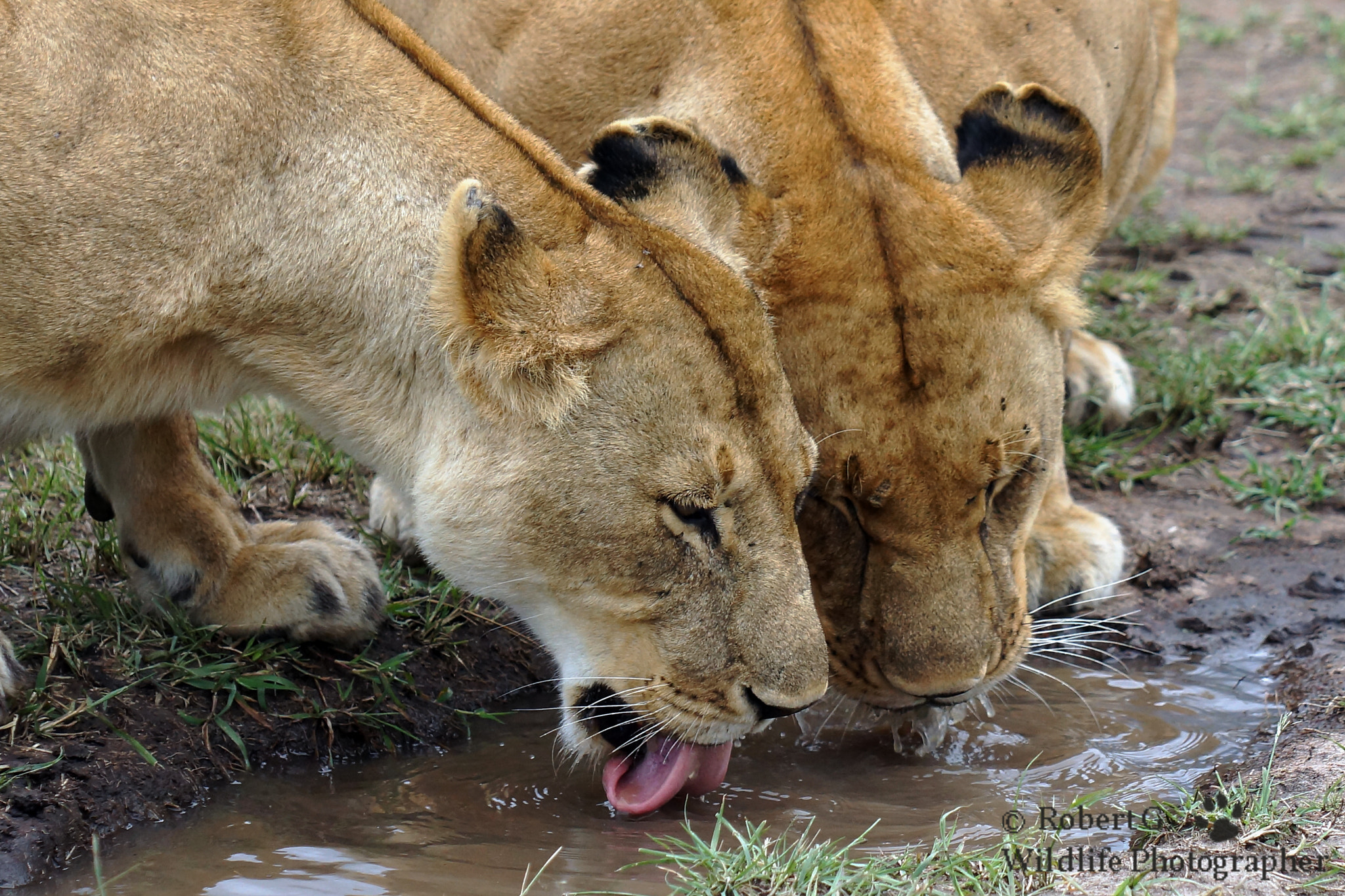 Sony SLT-A77 + Minolta/Sony AF 70-200mm F2.8 G sample photo. Thirsty lions photography