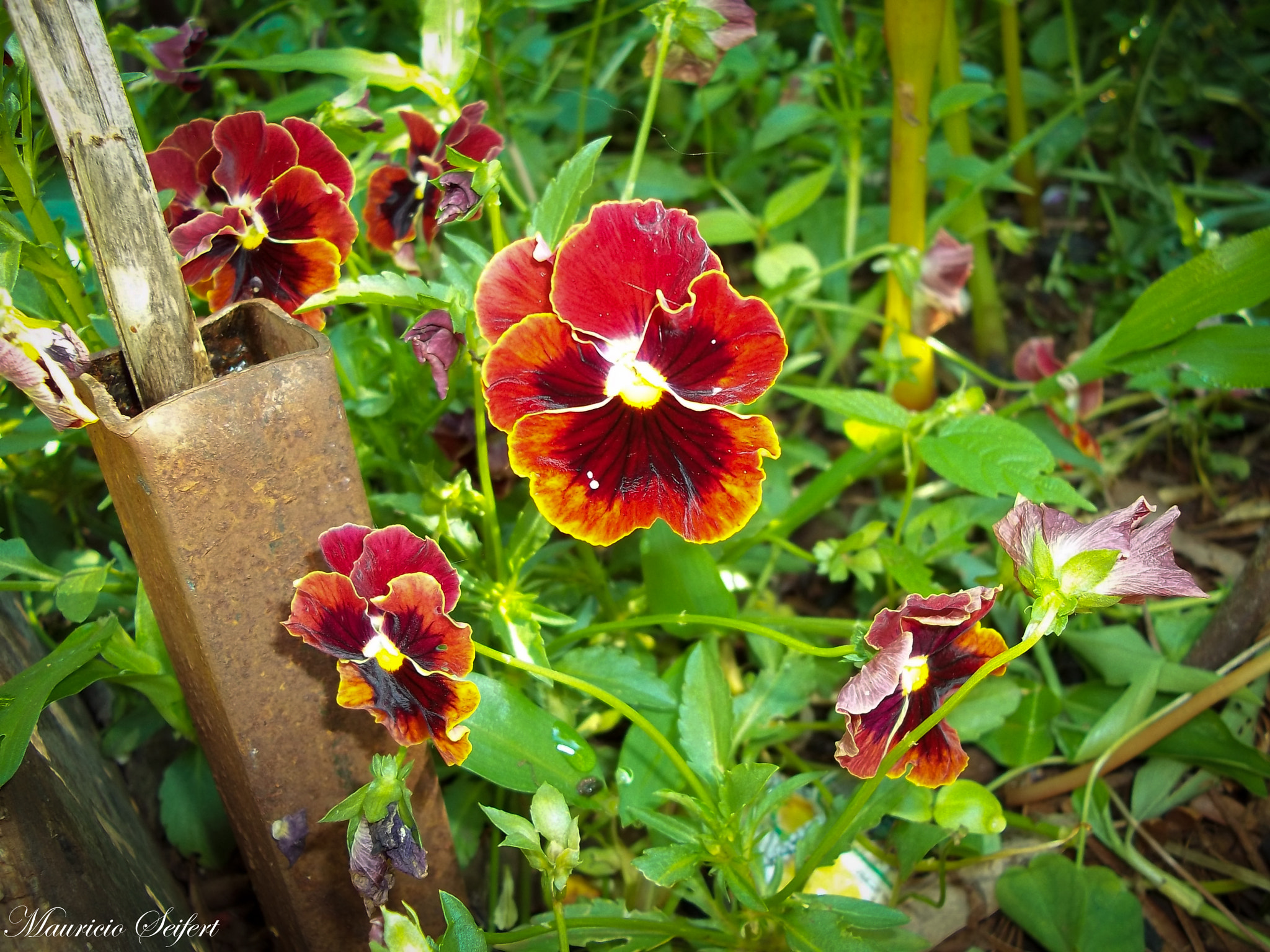 Kodak EASYSHARE C143 DIGITAL CAMERA sample photo. Flores- photography