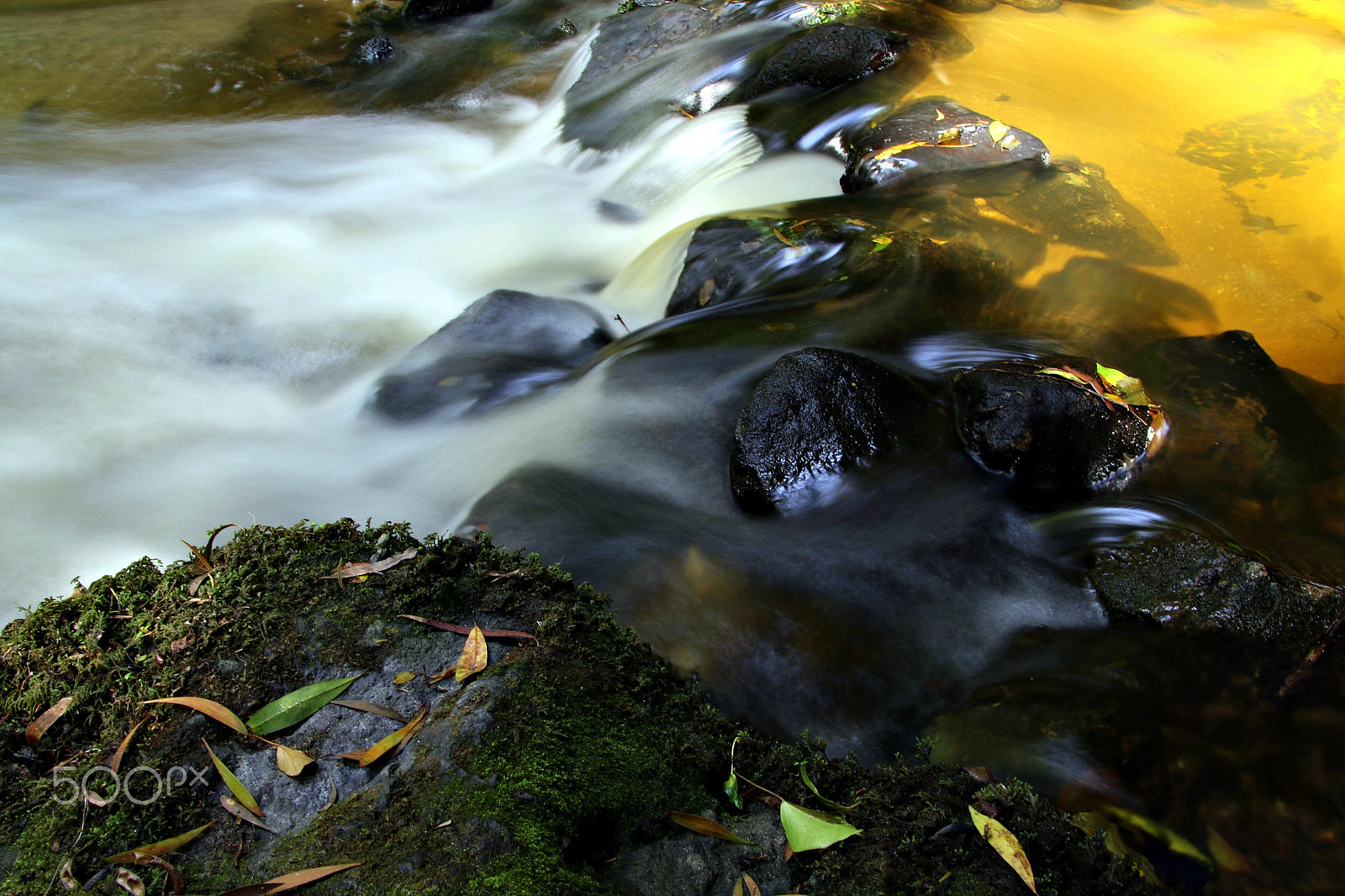 Canon TS-E 90mm F2.8 Tilt-Shift sample photo. Leaves photography