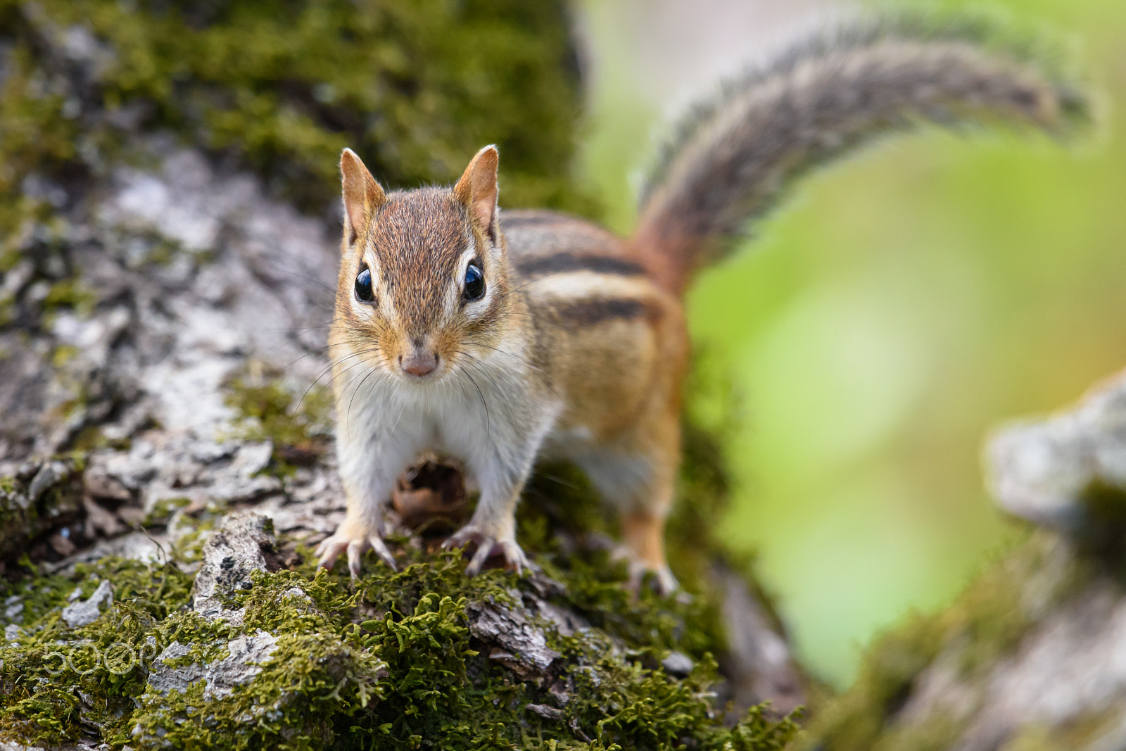 Nikon AF-S Nikkor 500mm F4E FL ED VR sample photo. Crazed chipmunk photography
