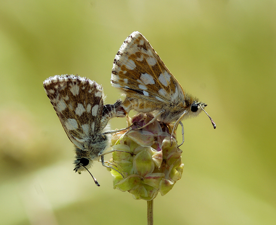 Pentax K20D + smc PENTAX-FA Macro 100mm F2.8 sample photo. Love time photography