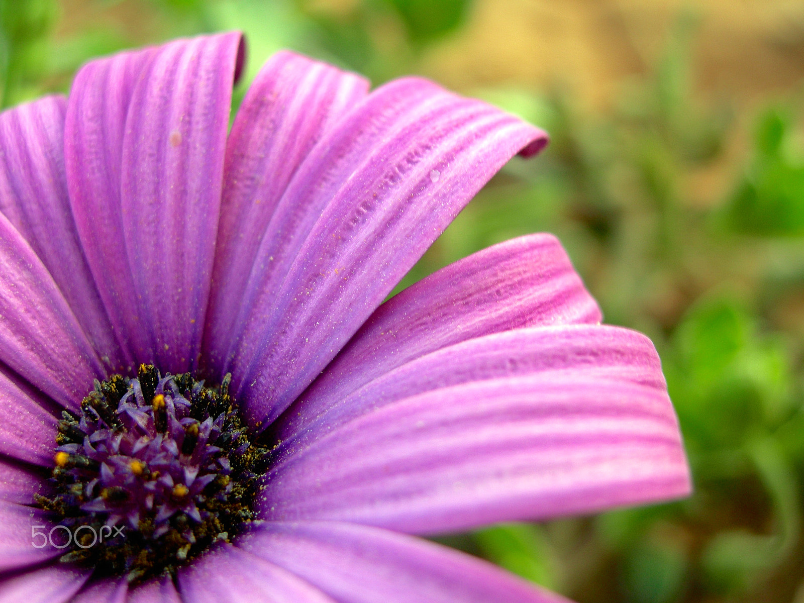 Nikon E7600 sample photo. Purple blossom from cyprus photography