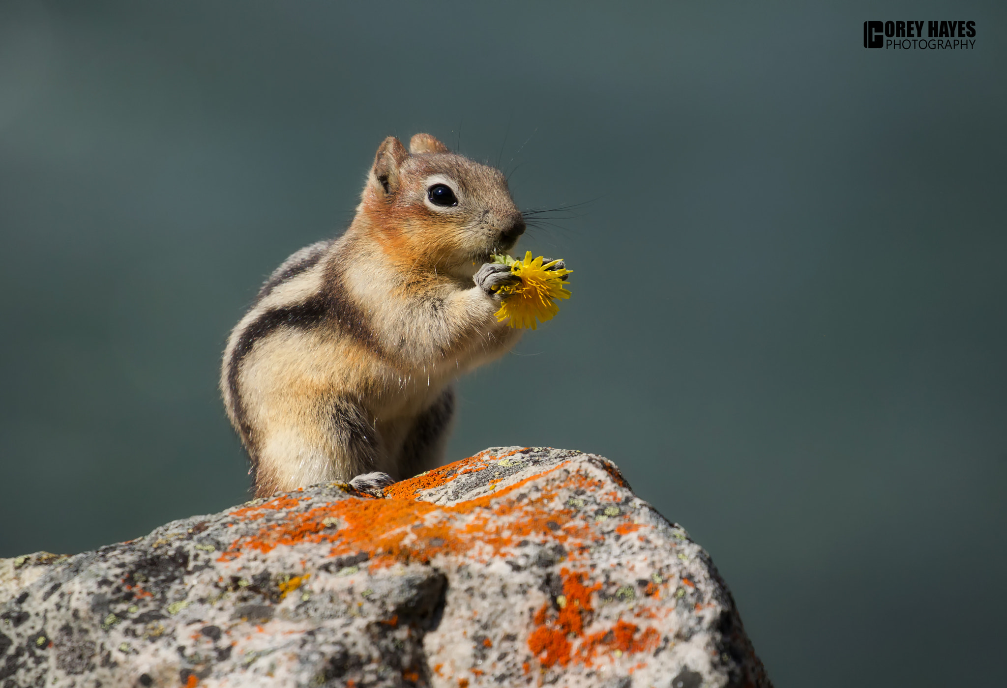 Canon EOS-1D Mark IV + Canon EF 100-400mm F4.5-5.6L IS II USM sample photo. Golden-mantled ground squirrel photography