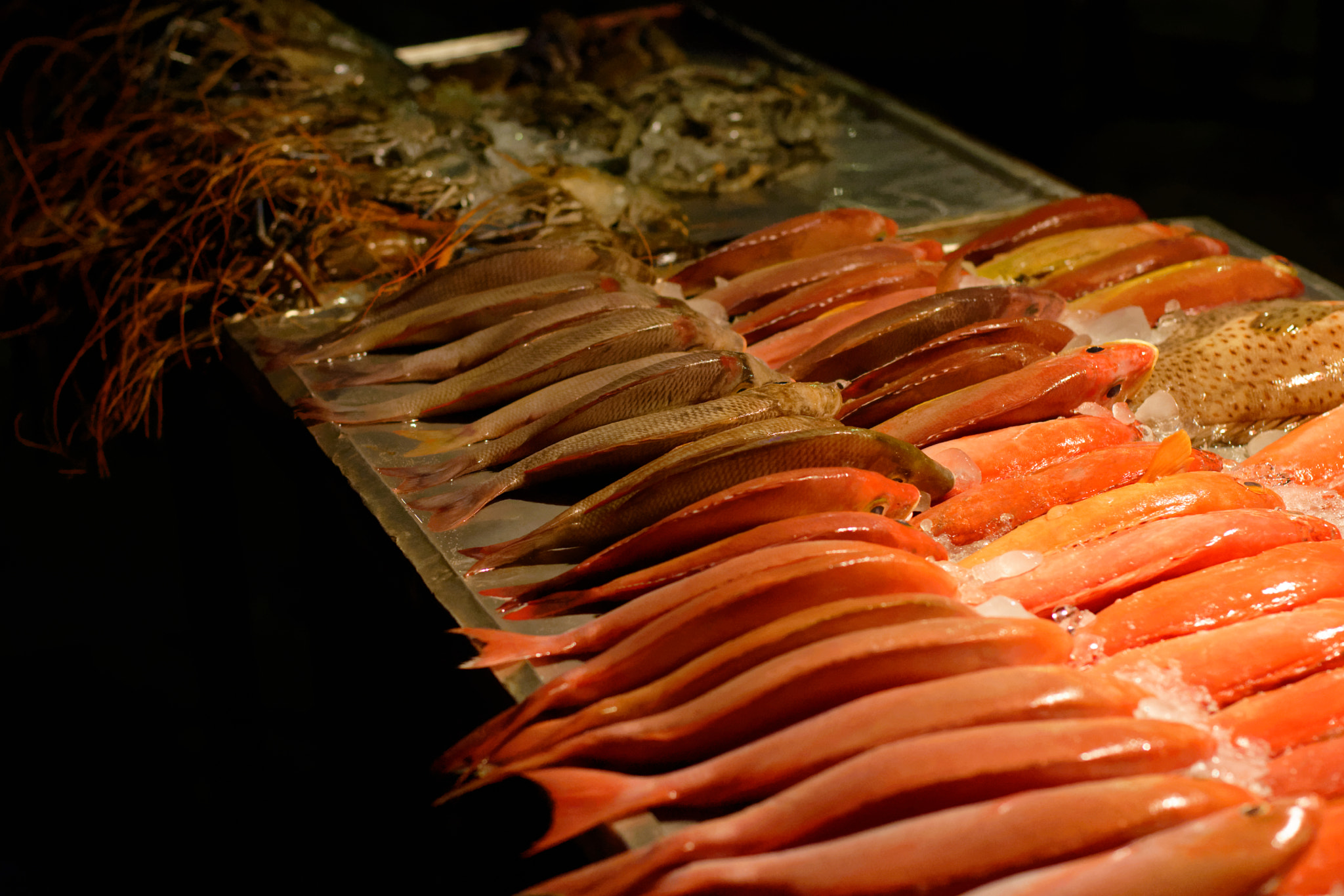 Manual Lens No CPU sample photo. Fresh from the sea photography