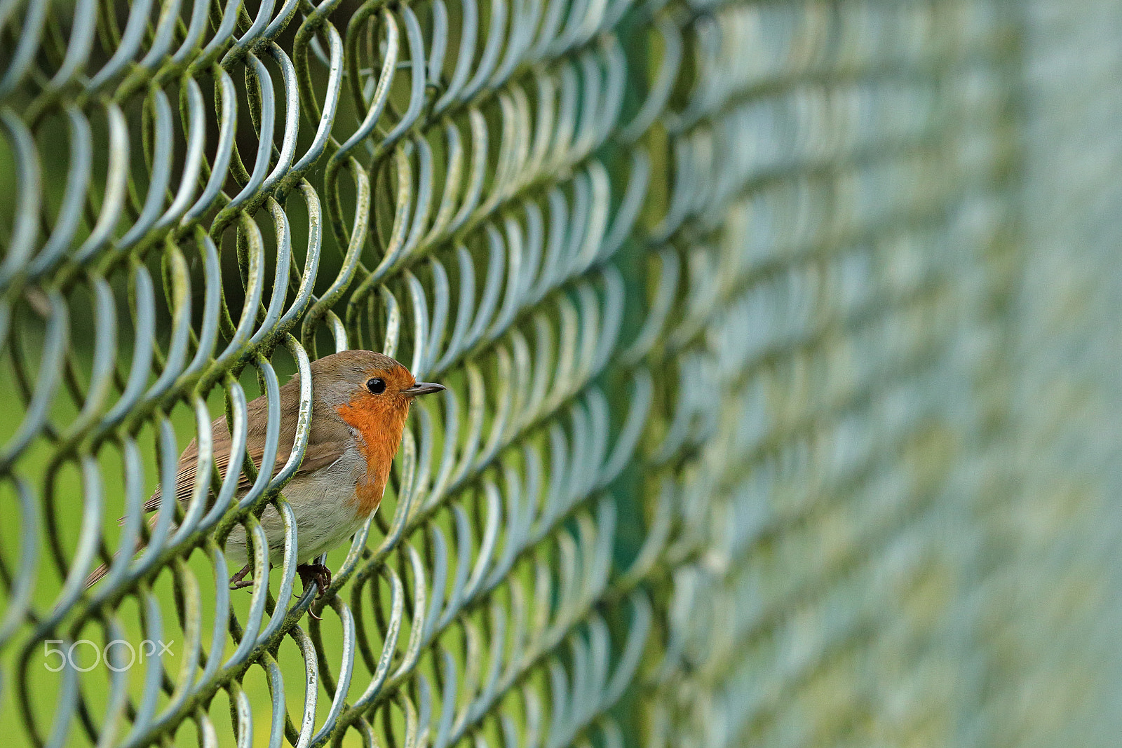 Canon EF 100-400mm F4.5-5.6L IS USM sample photo. Sitting on the fence photography