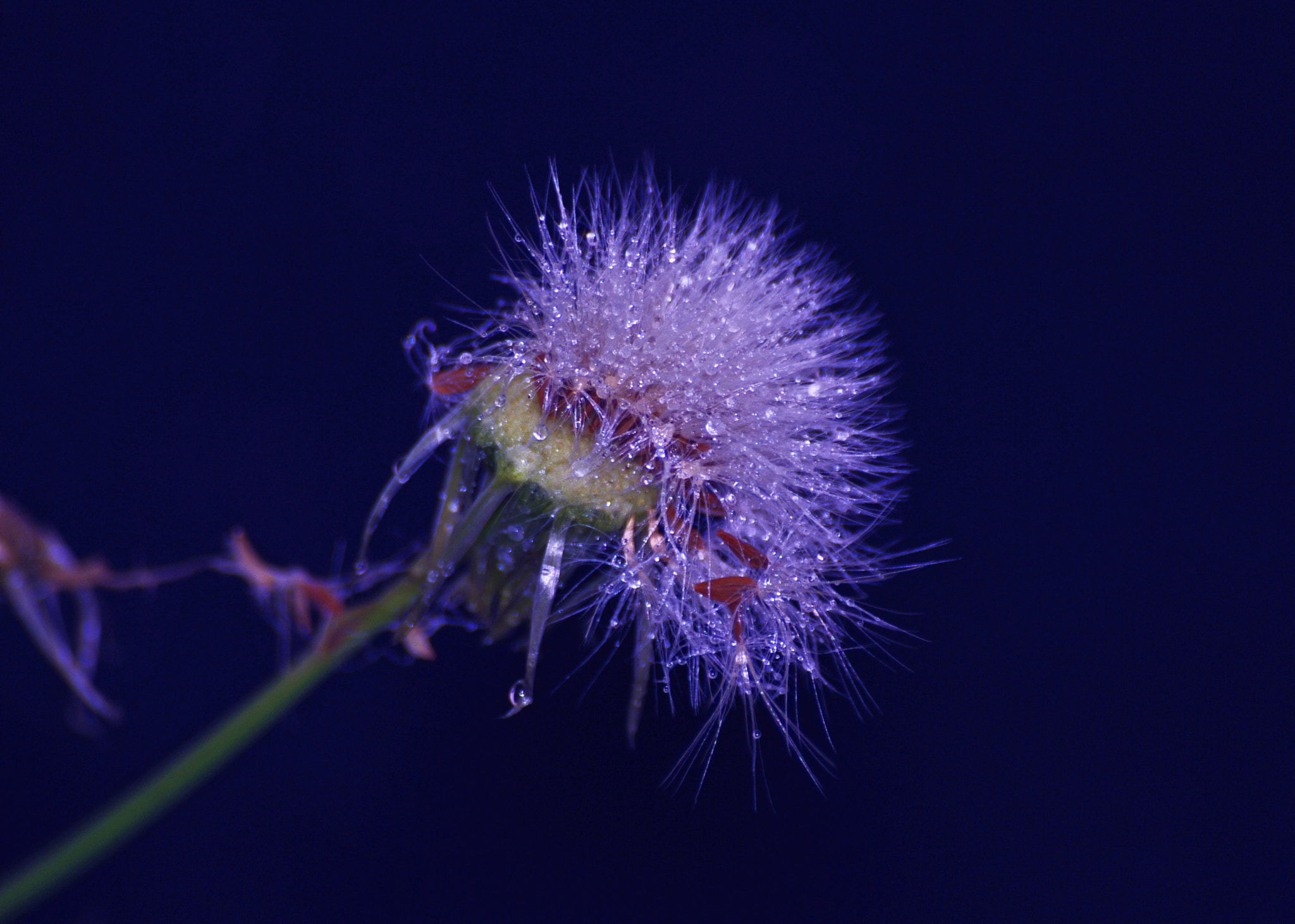 Pentax K-7 + Sigma sample photo. _igp0006.jpg photography