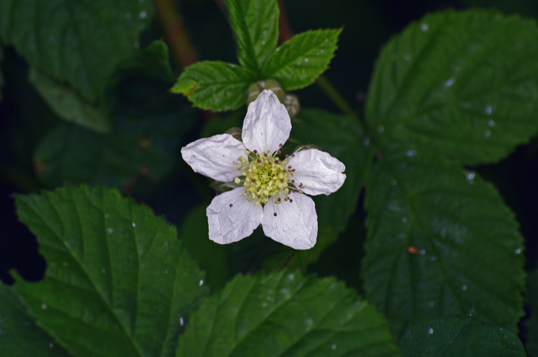 Pentax K-7 + Sigma sample photo. _igp0393.jpg photography
