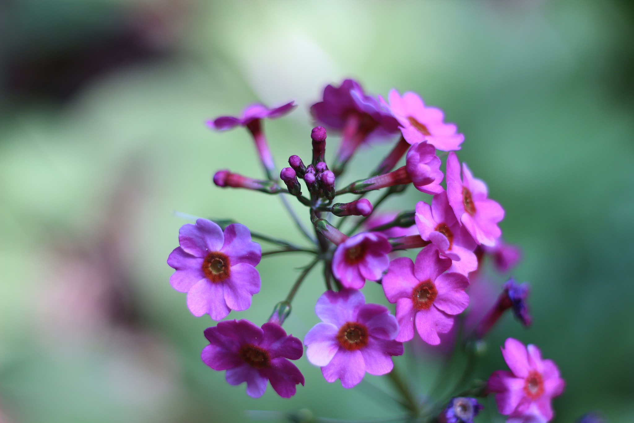 Canon EOS 100D (EOS Rebel SL1 / EOS Kiss X7) + Canon EF 50mm F1.8 II sample photo. Primula japonica photography