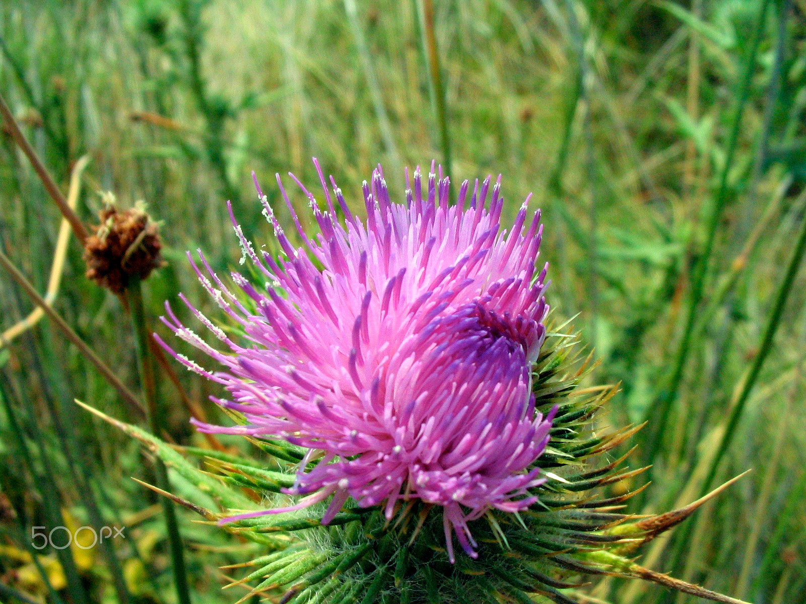 Canon POWERSHOT A70 sample photo. Thistle blossom photography