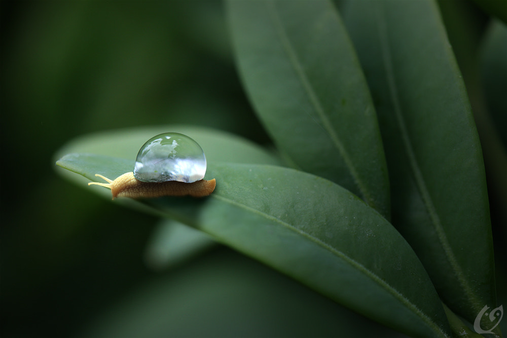 Canon EOS 600D (Rebel EOS T3i / EOS Kiss X5) + Tamron SP AF 60mm F2 Di II LD IF Macro sample photo. Snail or slug photography