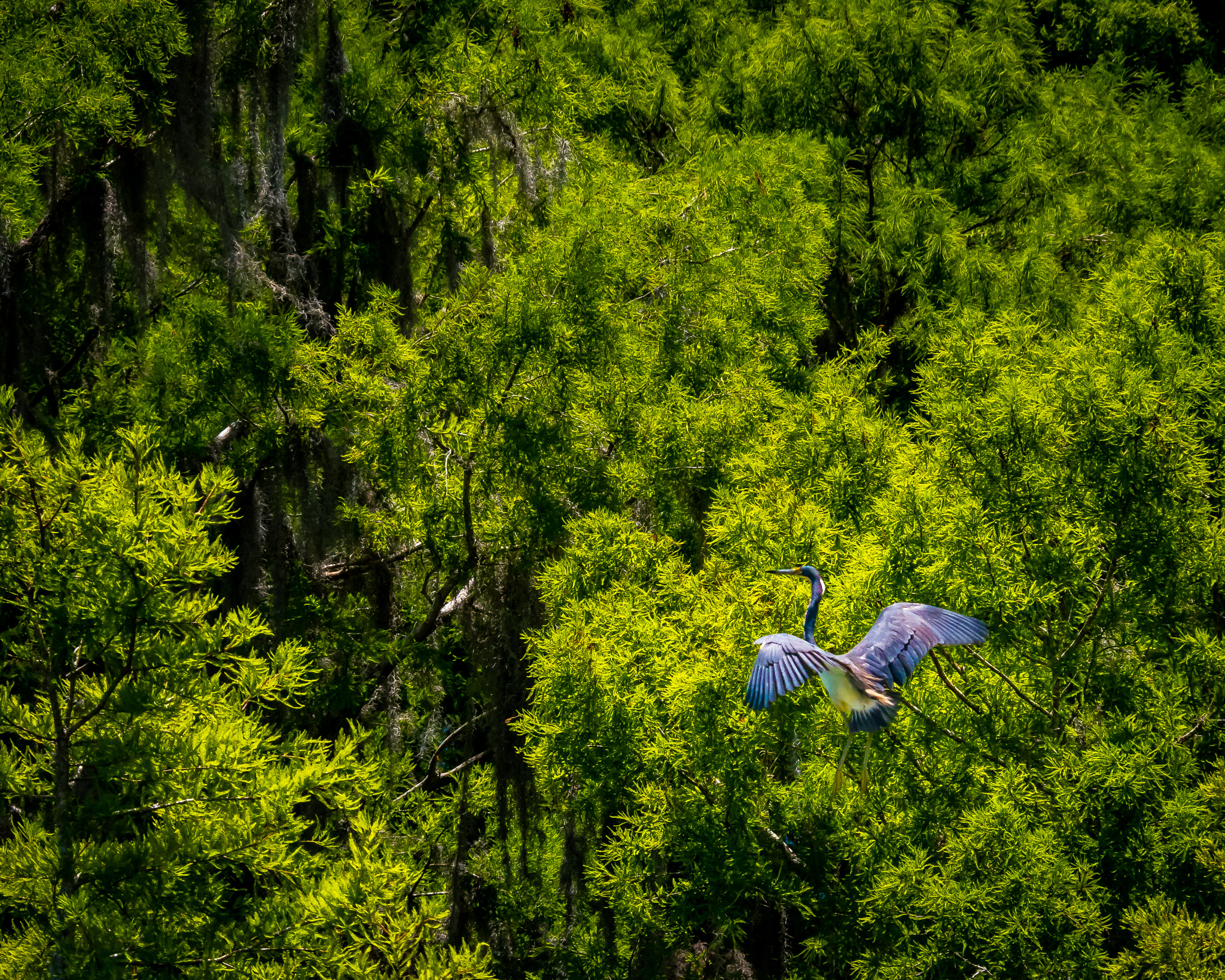 Panasonic Lumix DMC-GX8 + LEICA DG 100-400/F4.0-6.3 sample photo. Heading for cover photography