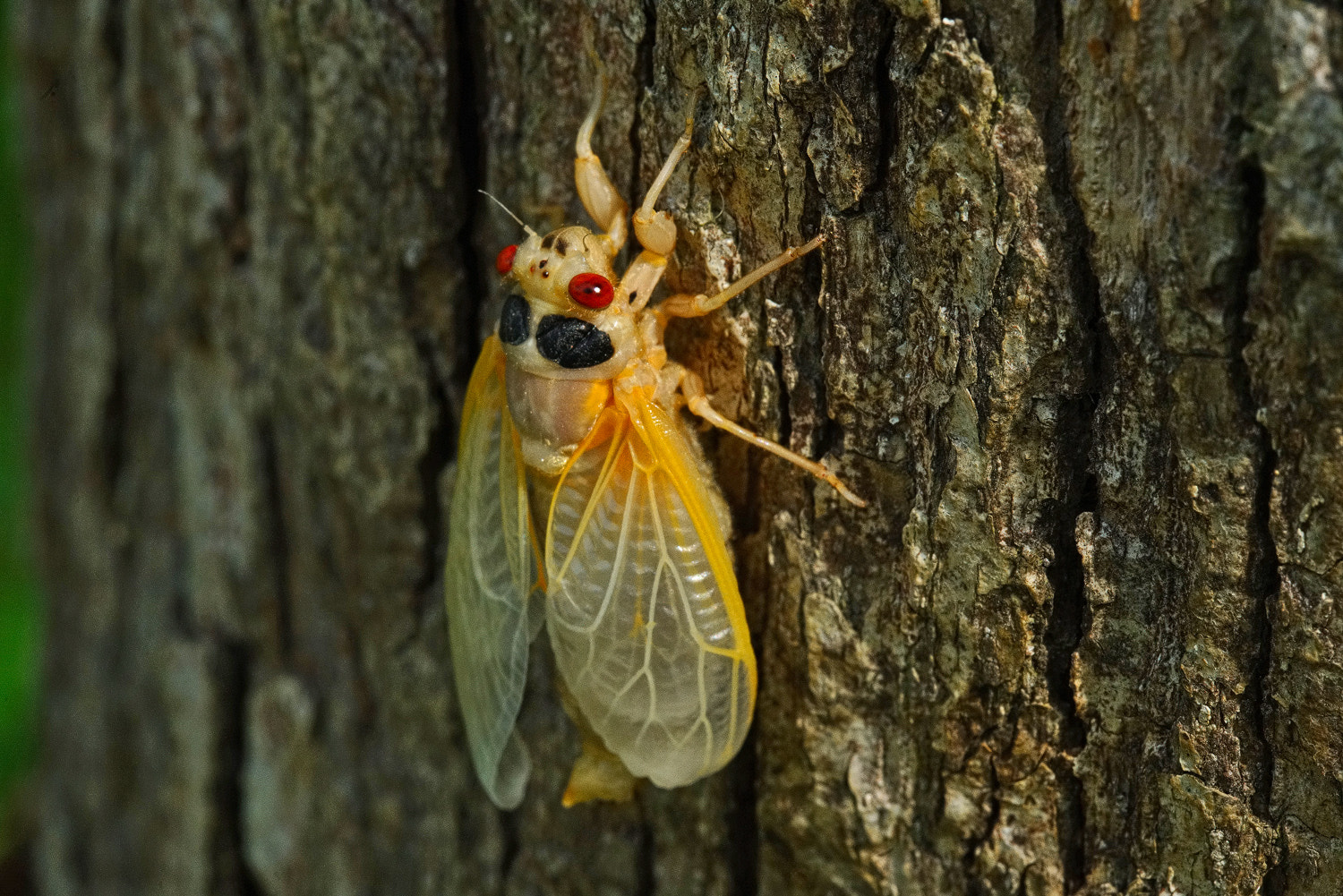 100mm F2.8 SSM sample photo. Cicada- wings almost full photography