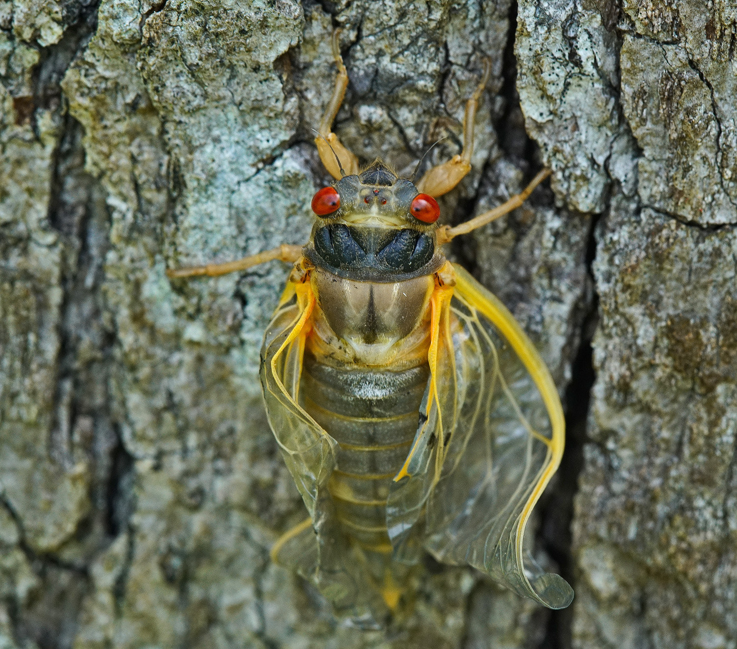 100mm F2.8 SSM sample photo. Cicada- still unfolding wings photography