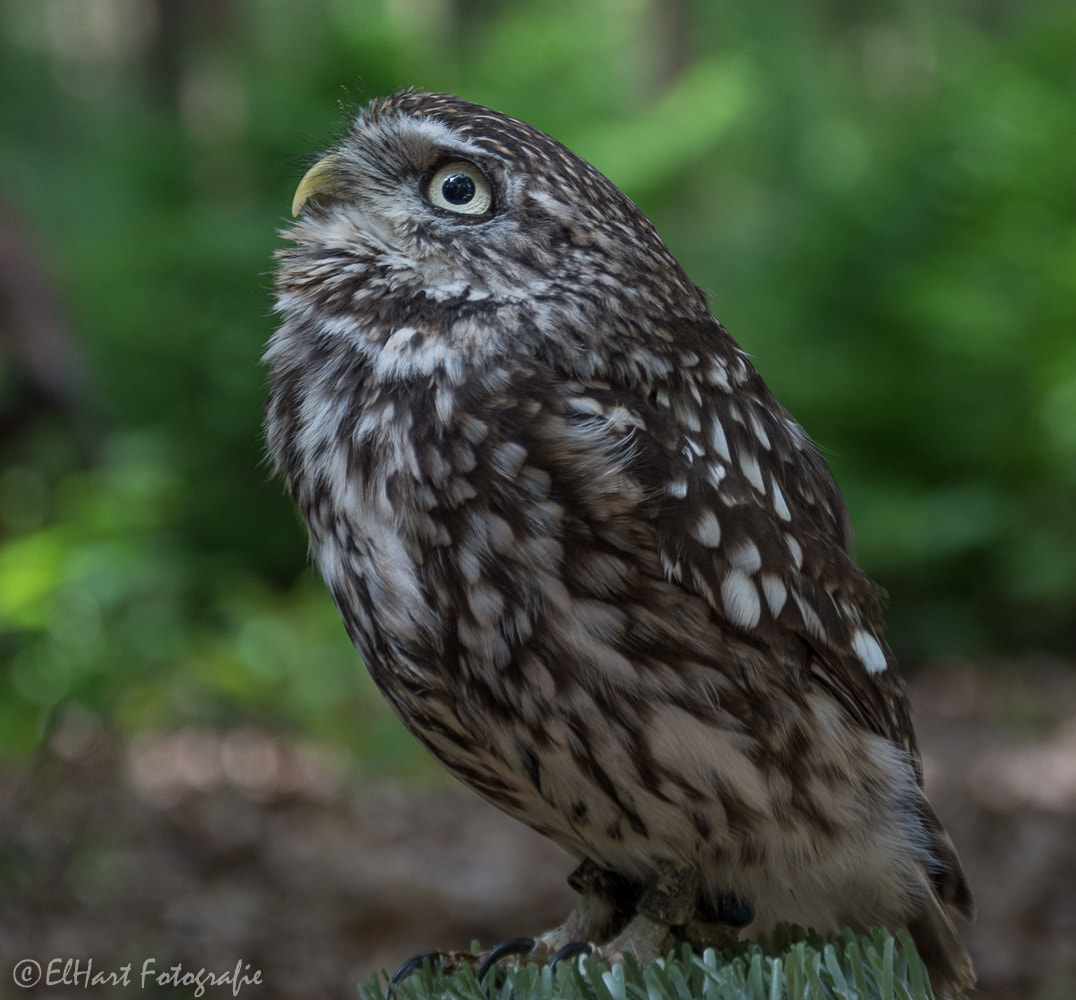 Sigma 18-200mm F3.5-6.3 DC OS HSM sample photo. Birds photography