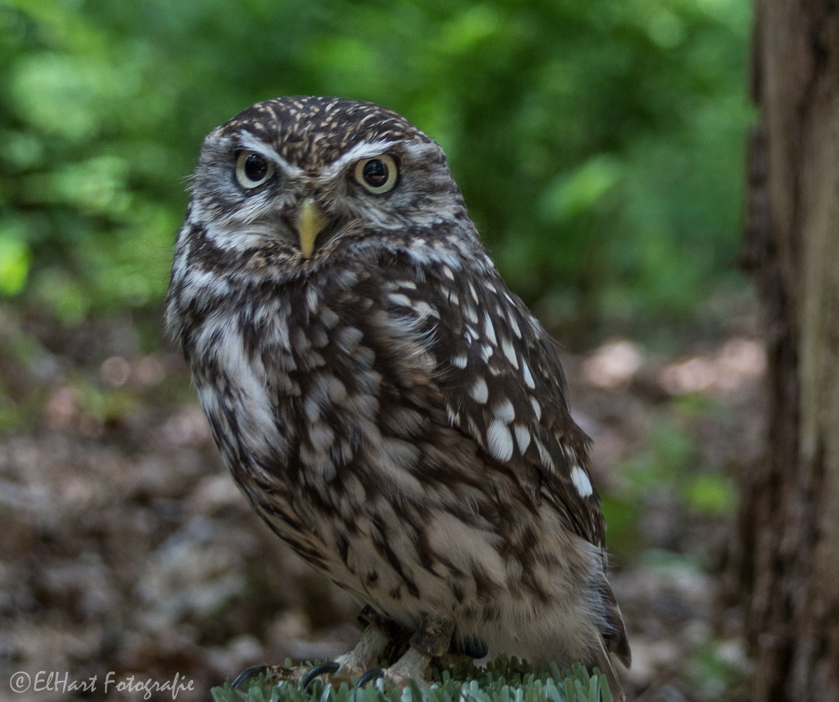 Sigma 18-200mm F3.5-6.3 DC OS HSM sample photo. Birds photography