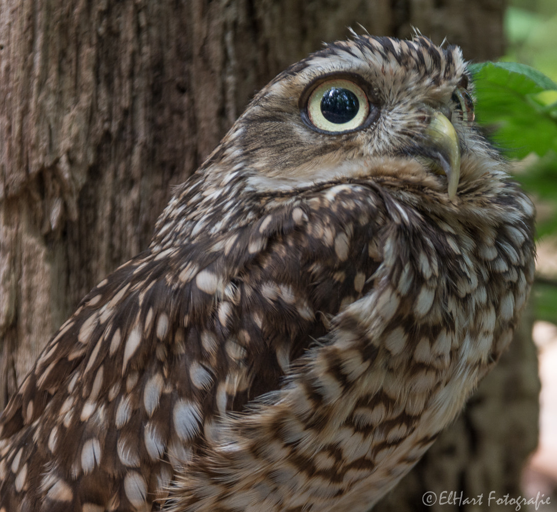 Sigma 18-200mm F3.5-6.3 DC OS HSM sample photo. Birds photography