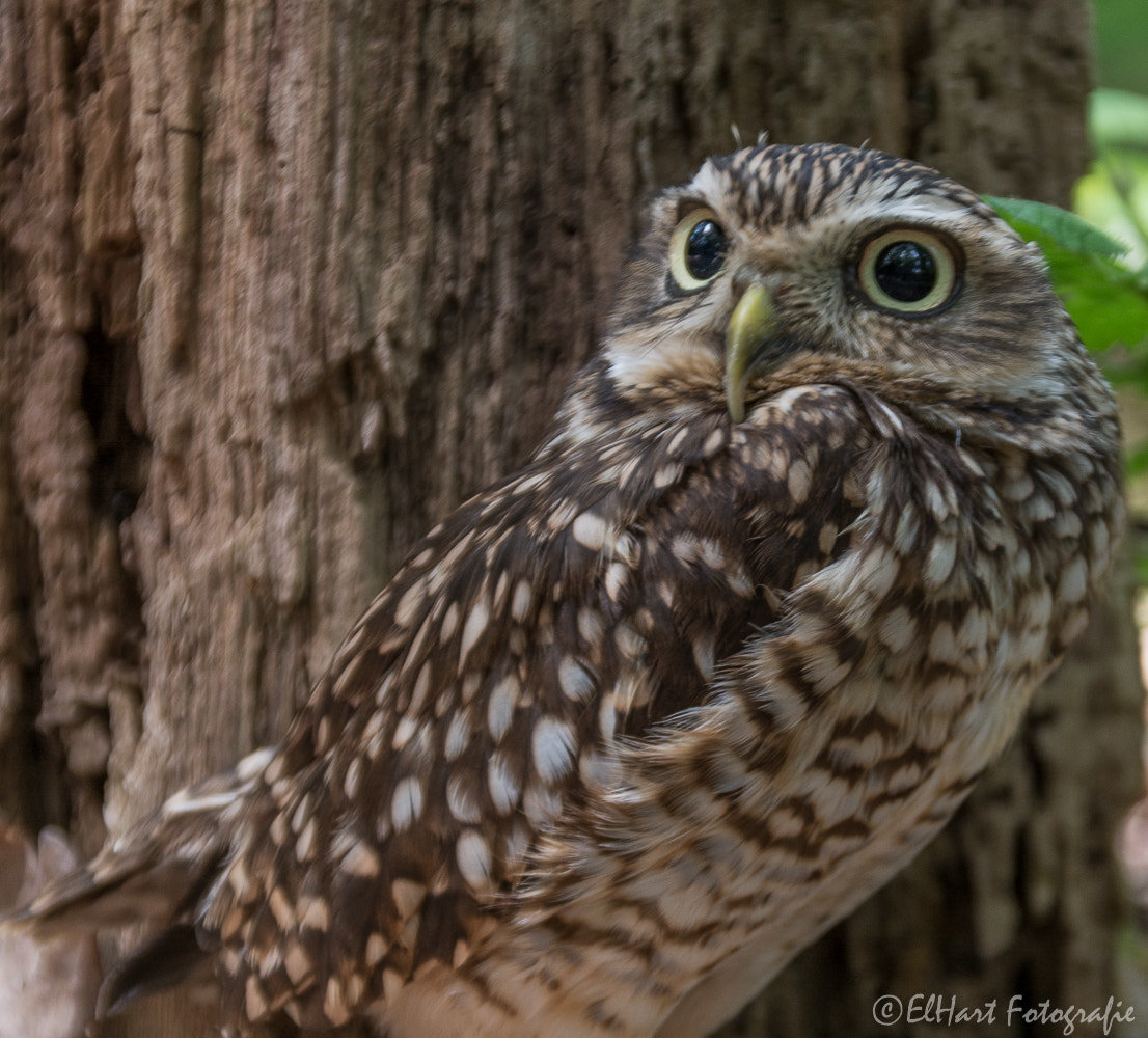 Sigma 18-200mm F3.5-6.3 DC OS HSM sample photo. Birds photography
