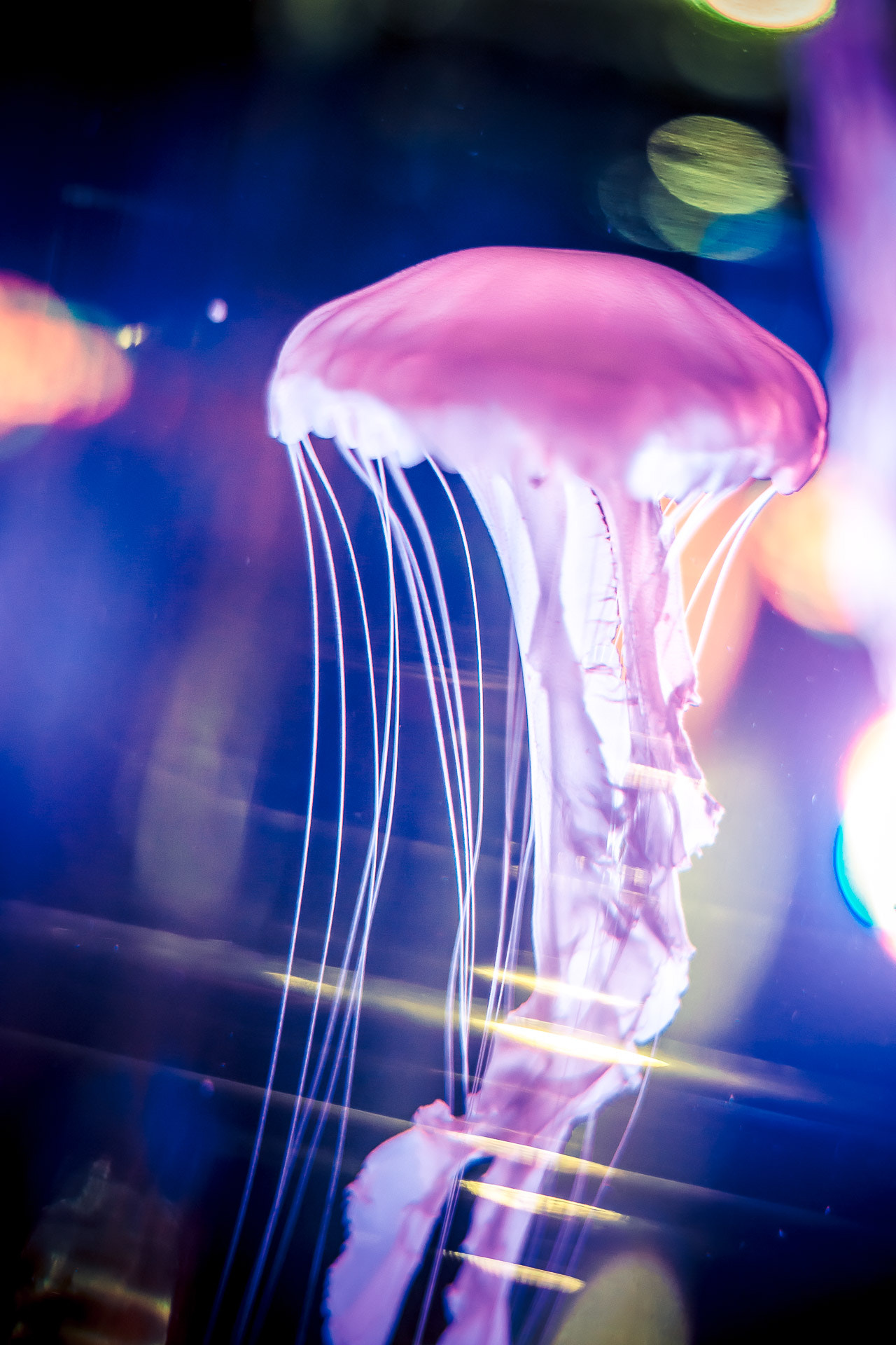 Canon EOS 100D (EOS Rebel SL1 / EOS Kiss X7) sample photo. Sea nettle photography